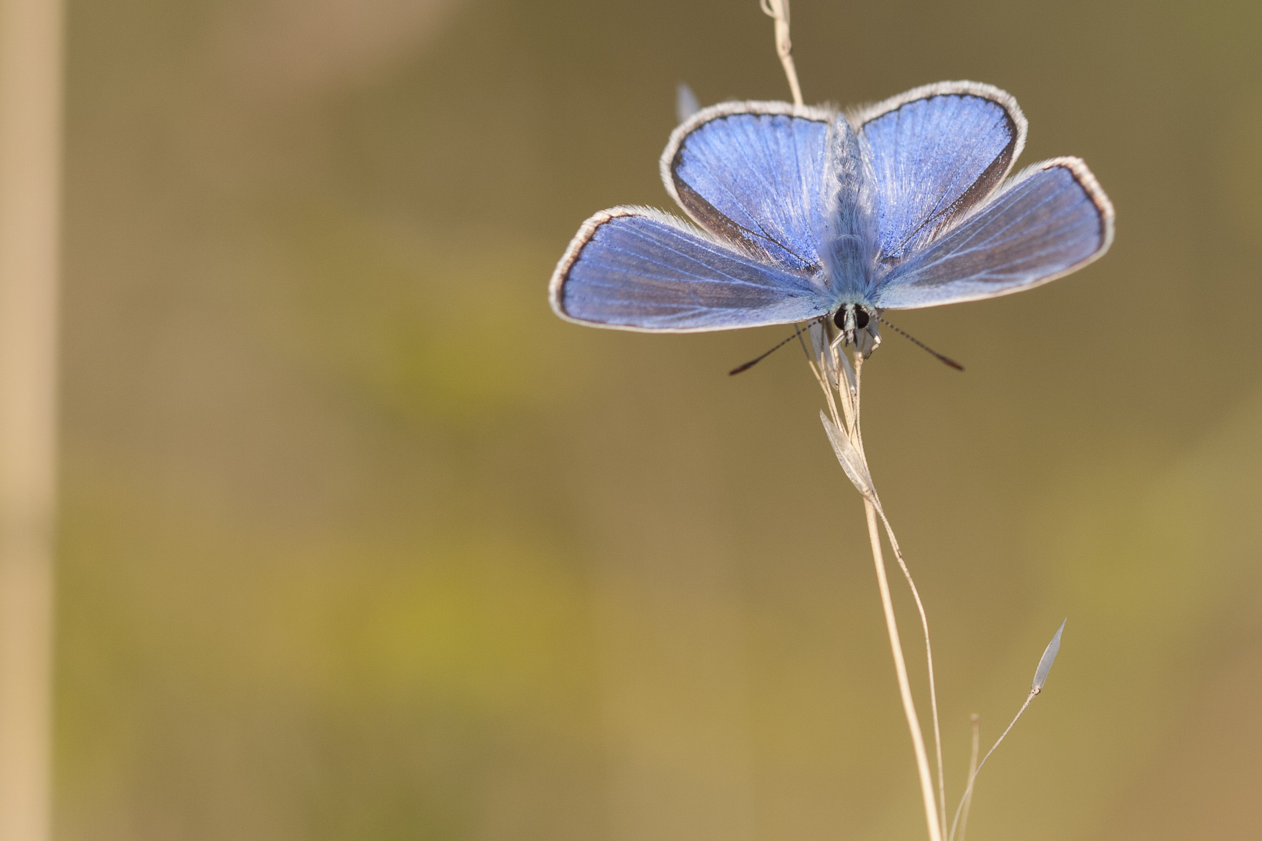 Icarusblauwtje  - Polyommatus icarus