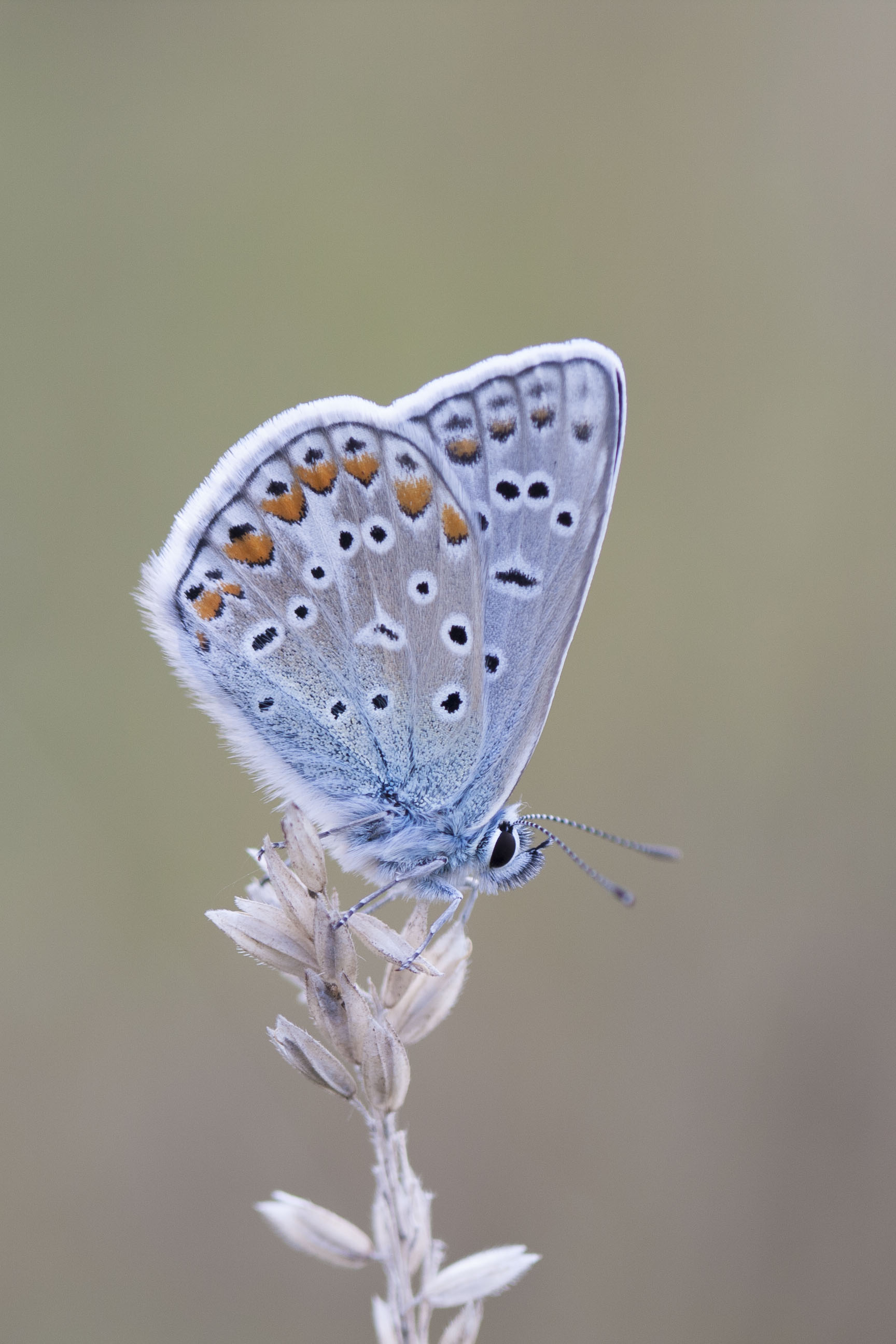 Icarusblauwtje  - Polyommatus icarus