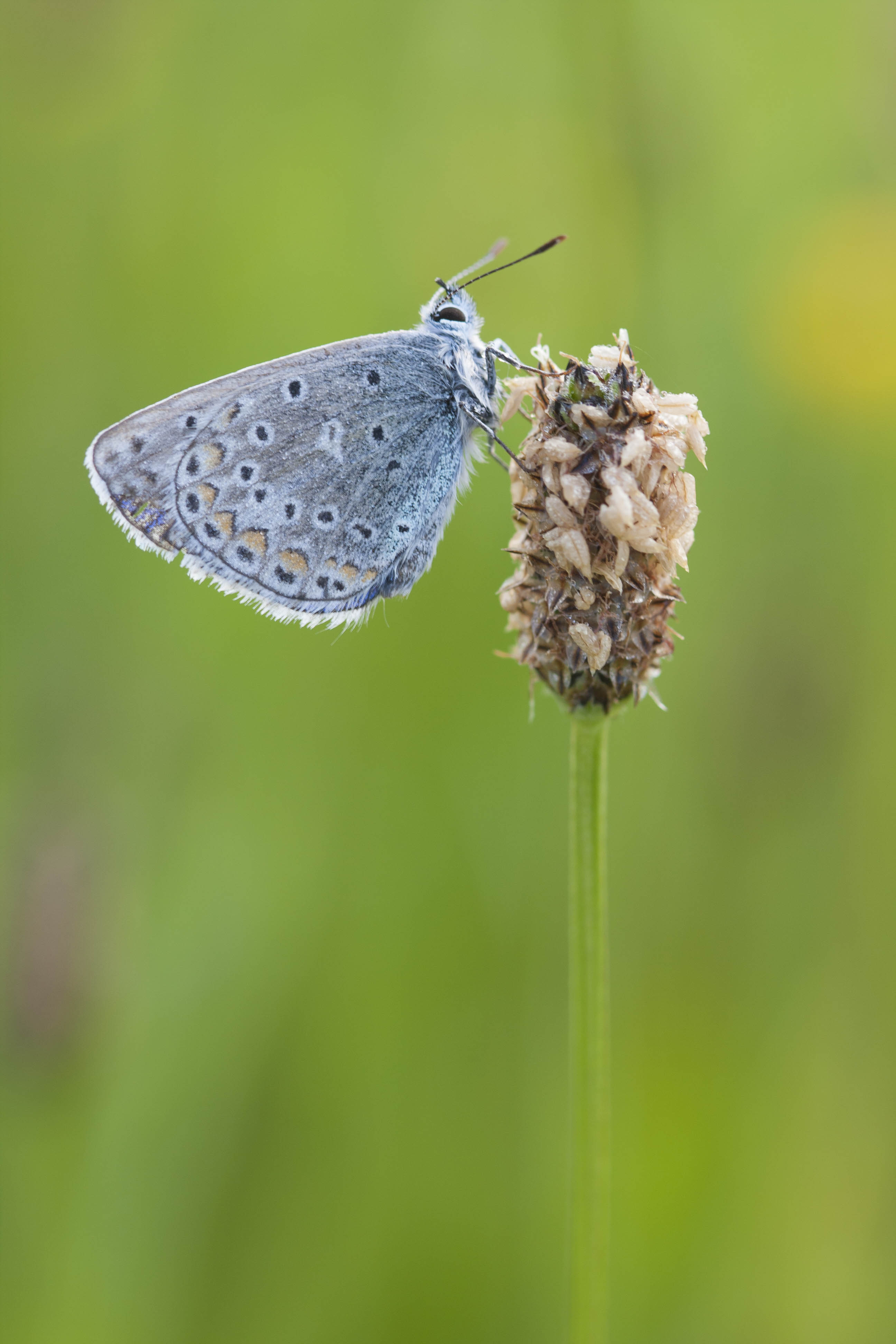 Common blue  - Polyommatus icarus