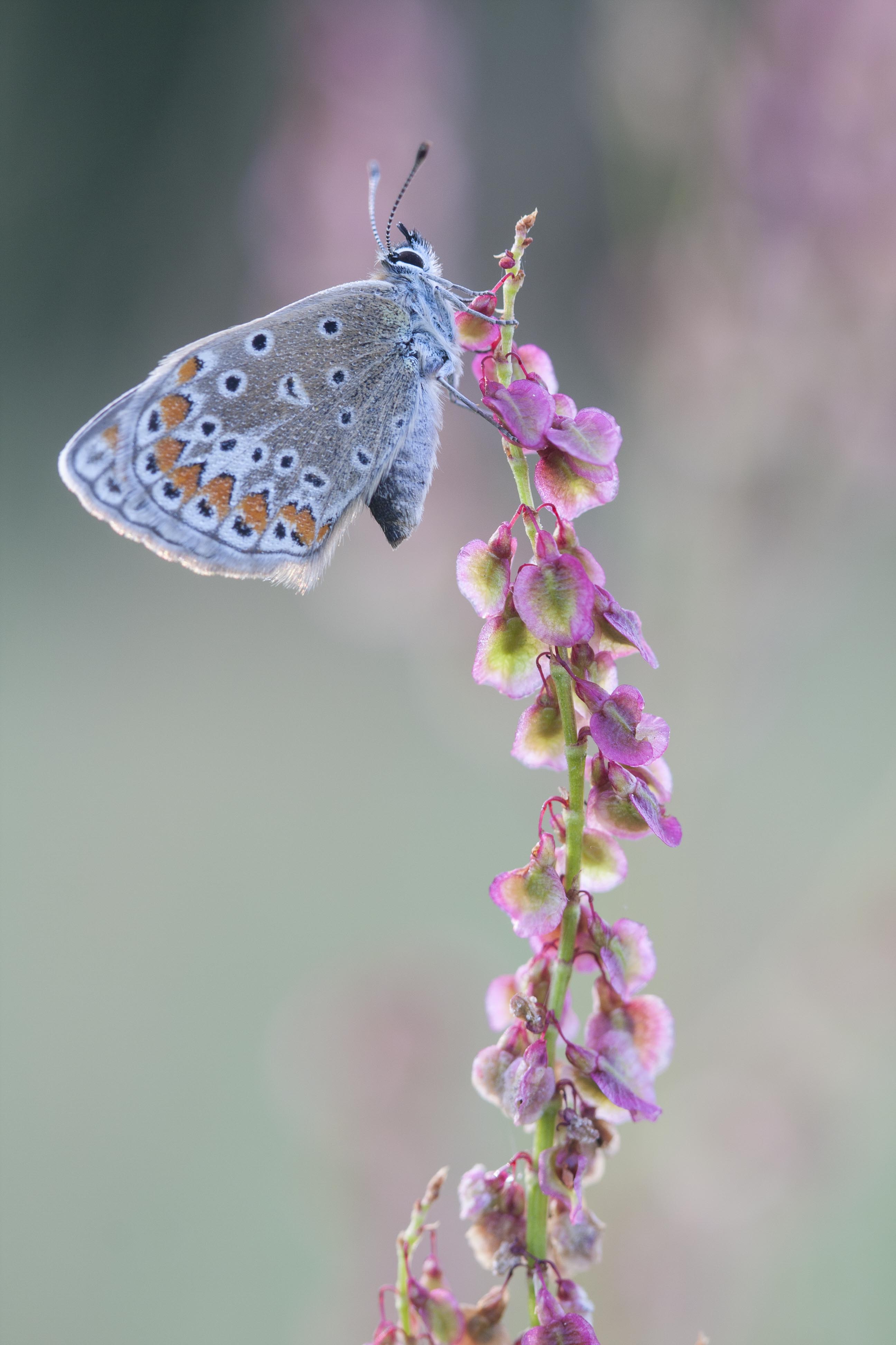 Icarusblauwtje  - Polyommatus icarus