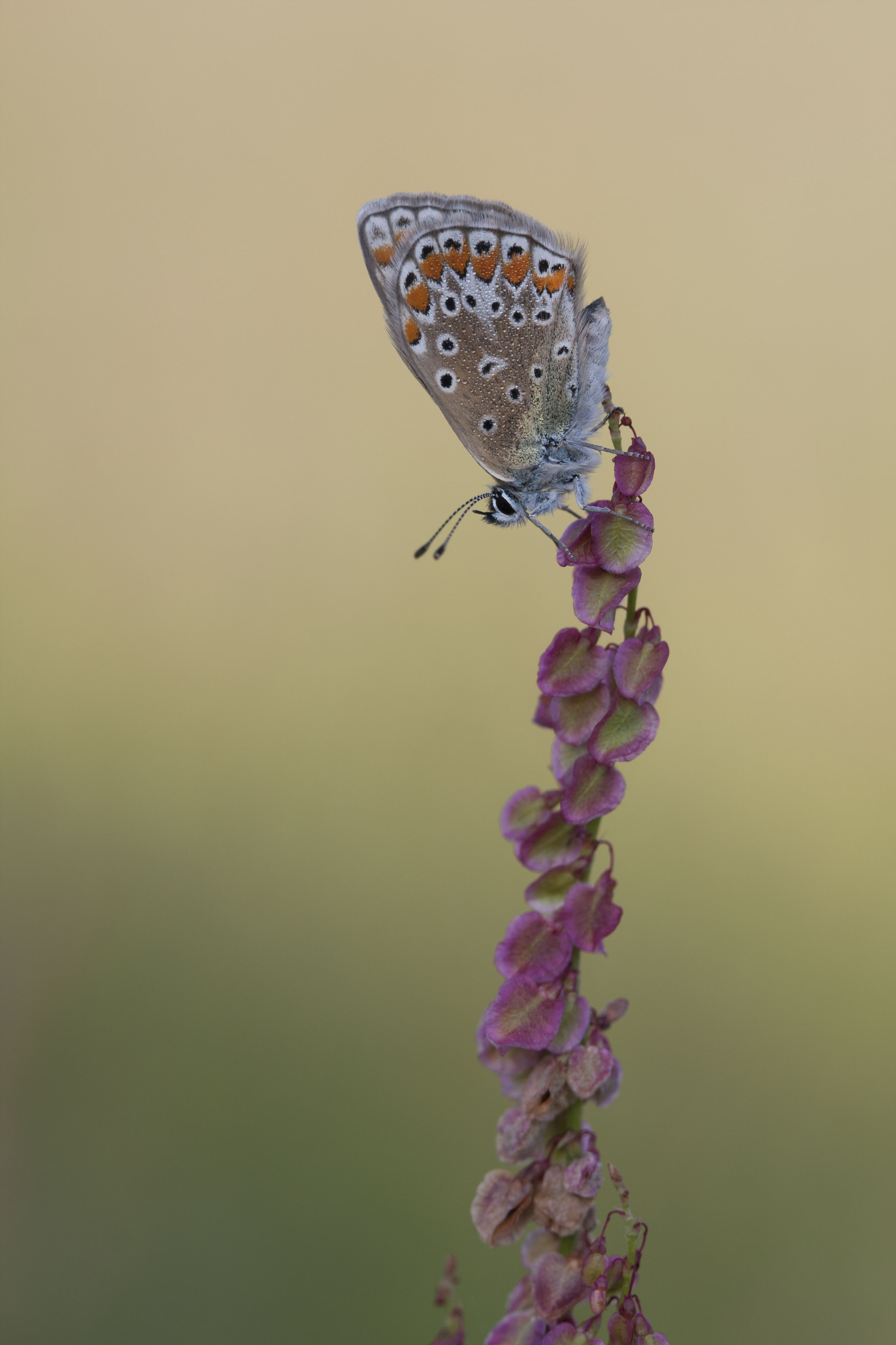 Common blue  - Polyommatus icarus