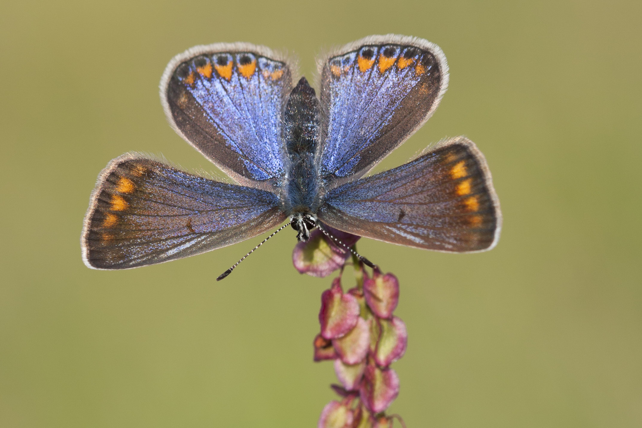 Common blue  - Polyommatus icarus