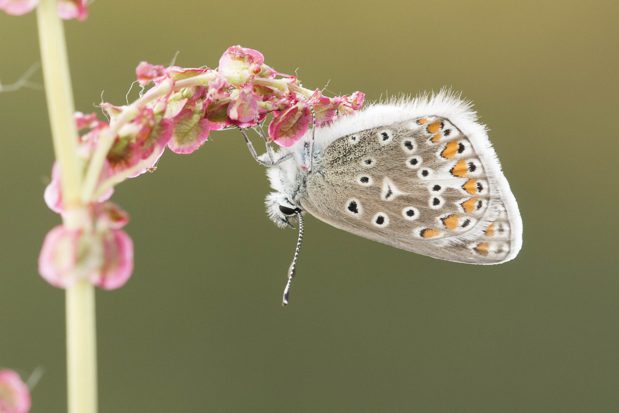 Common blue  - Polyommatus icarus