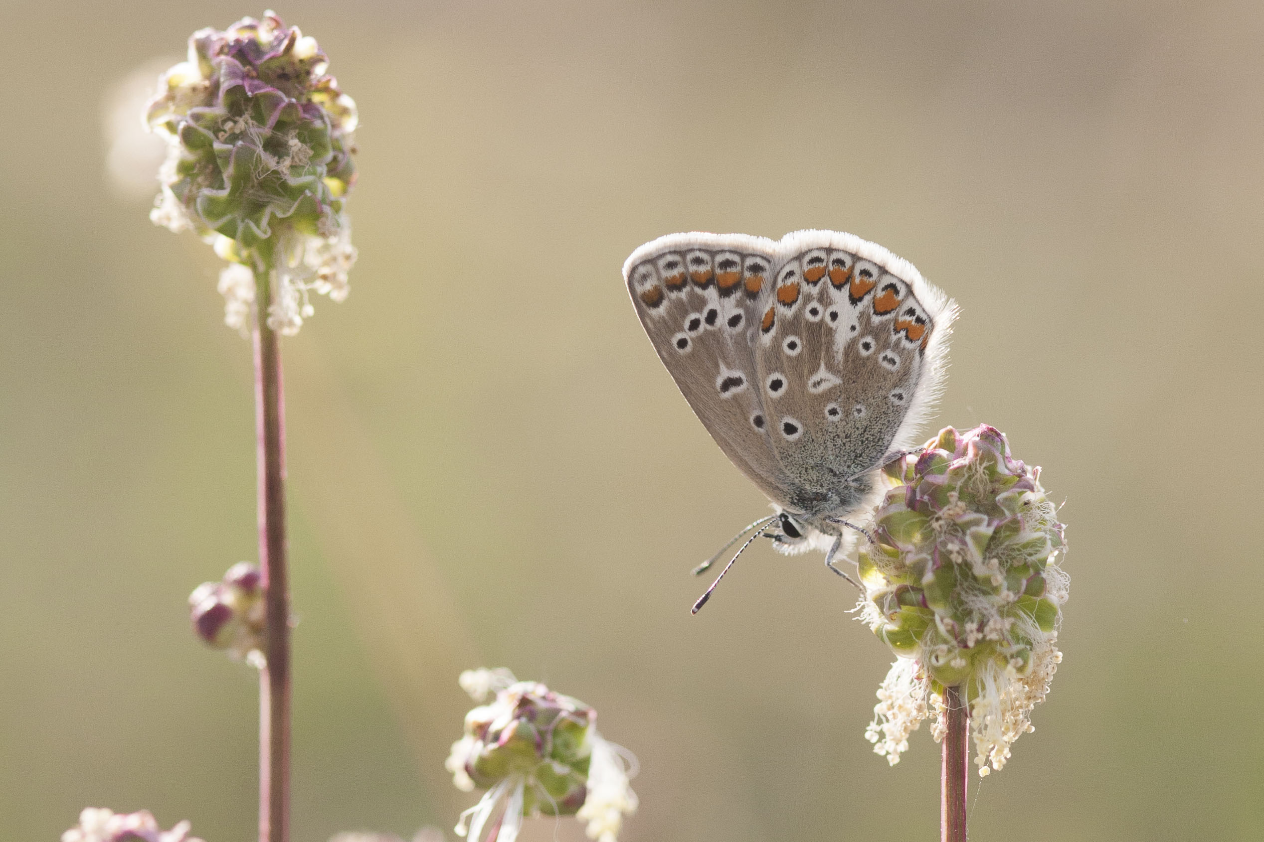 Icarusblauwtje  - Polyommatus icarus