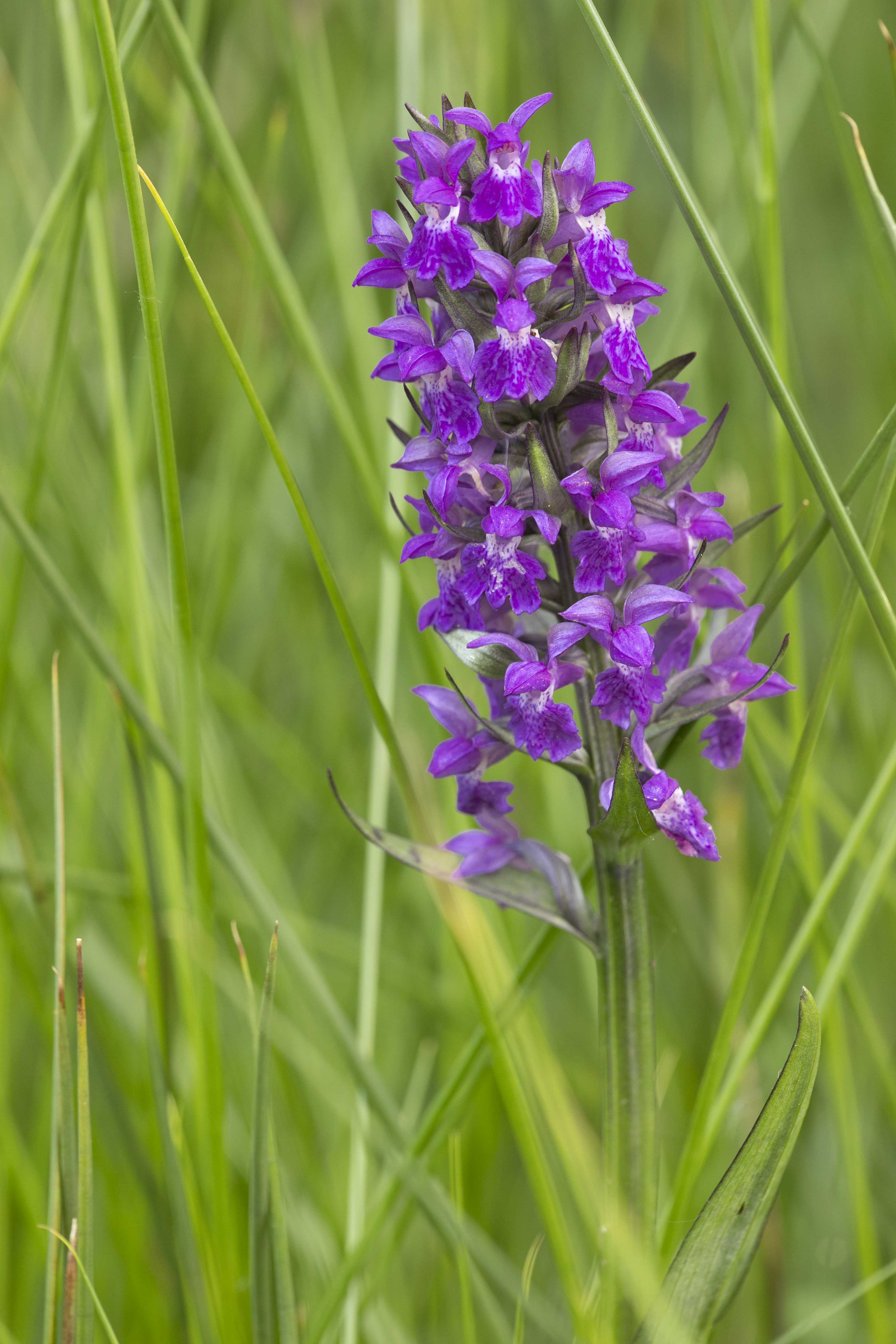 Breedbladige Orchis (Dactylorhiza majalis)