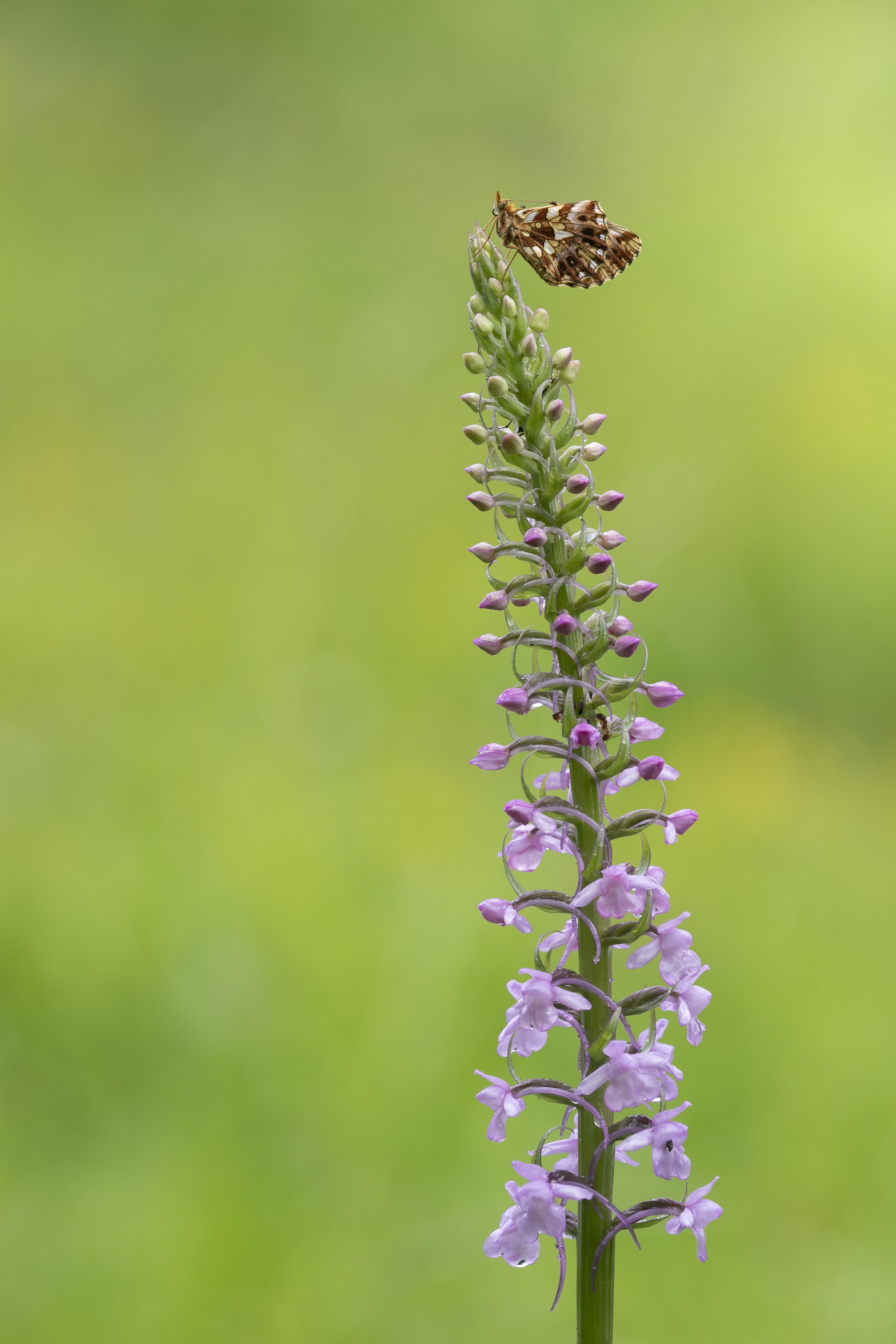 Grote Muggenorchis (Gymnadenia conopsea)