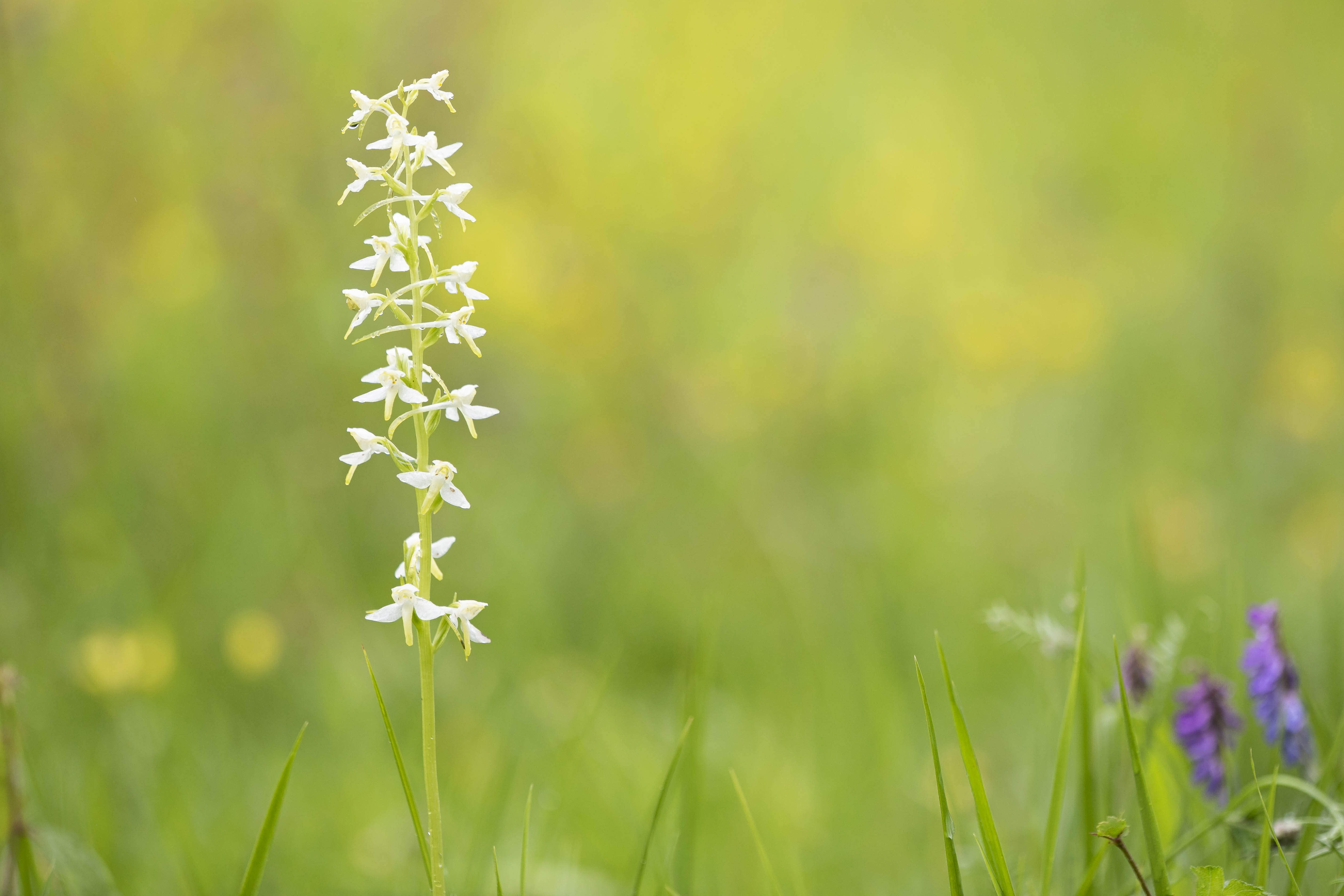 Lesser Butterfly-orchid (Platanthera bifolia)