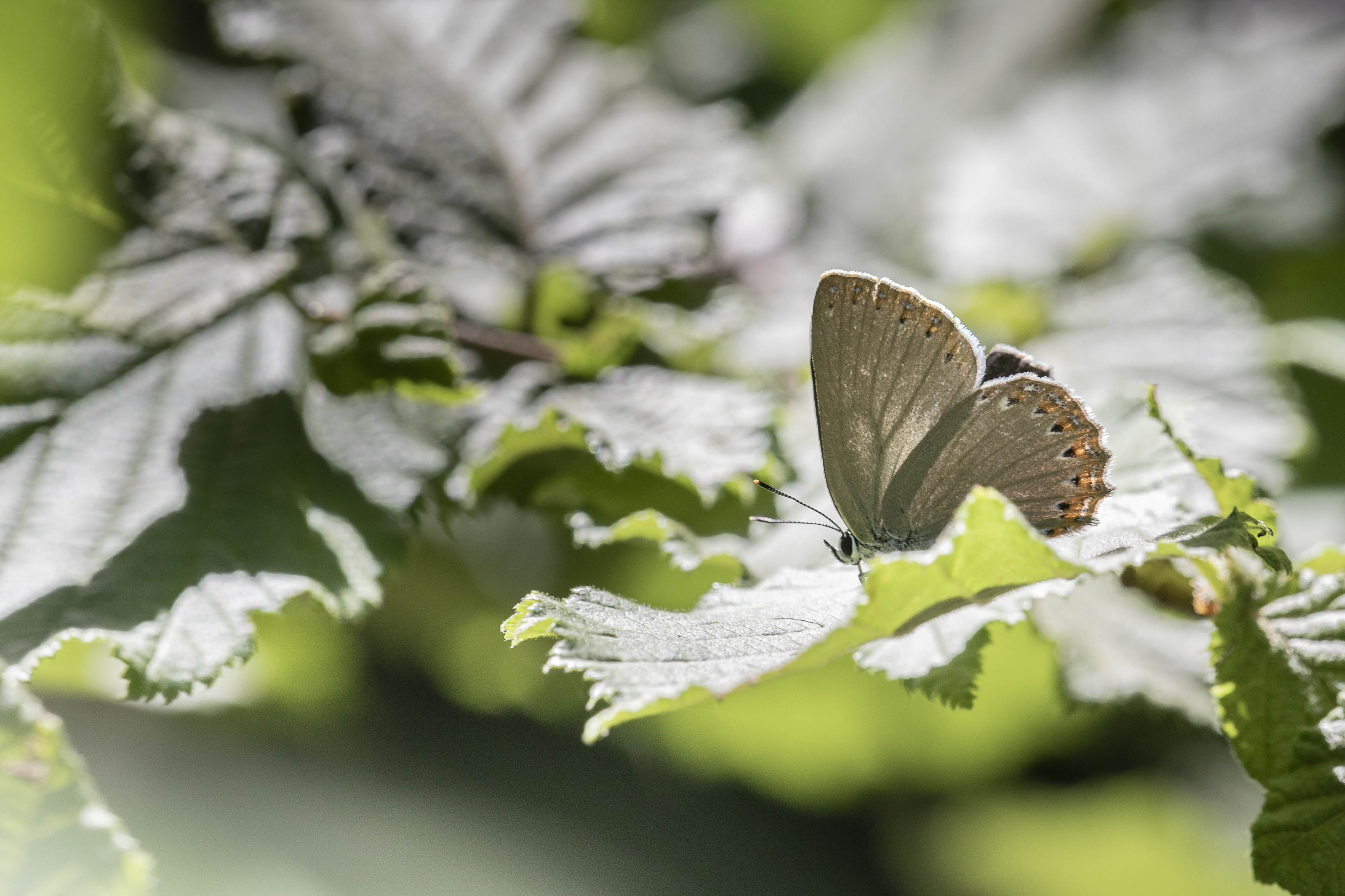 Spanish purple hairstreak (Laeosopis roboris)