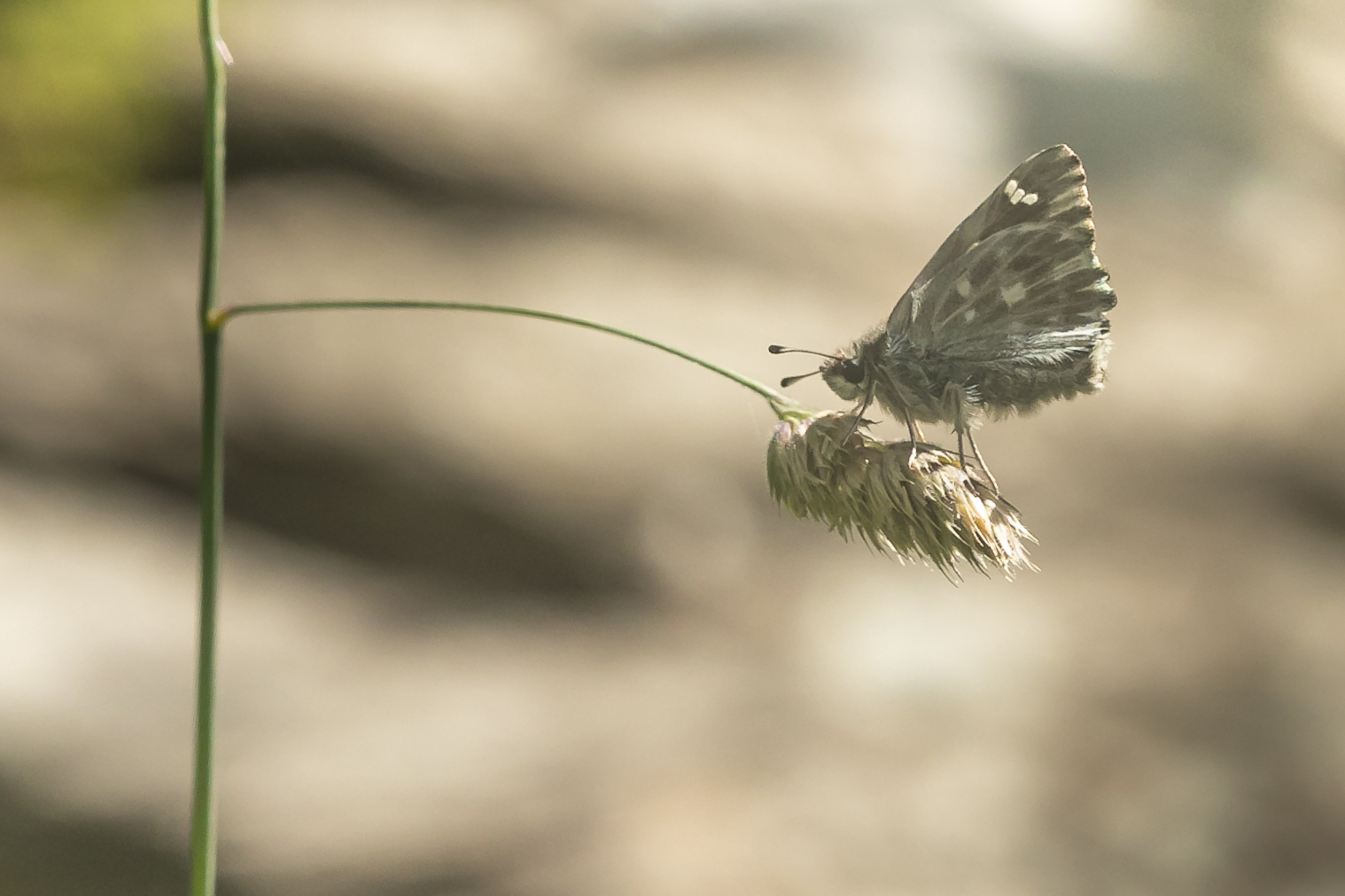 Tufted skipper (Carcharodus floccifera)