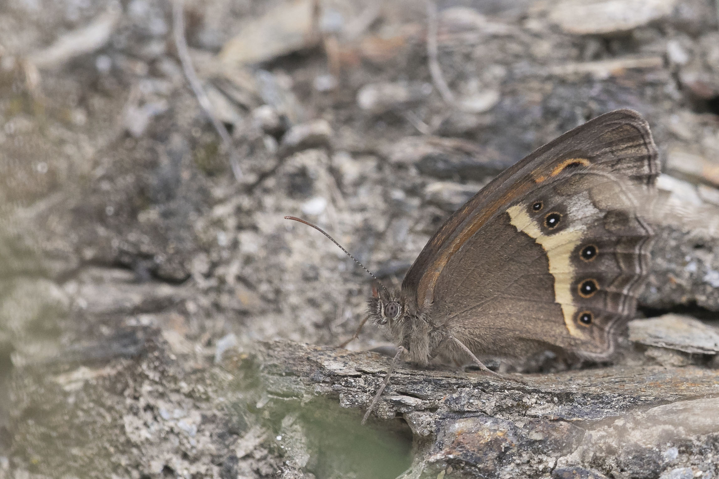 Spanish gatekeeper - Pyronia bathseba