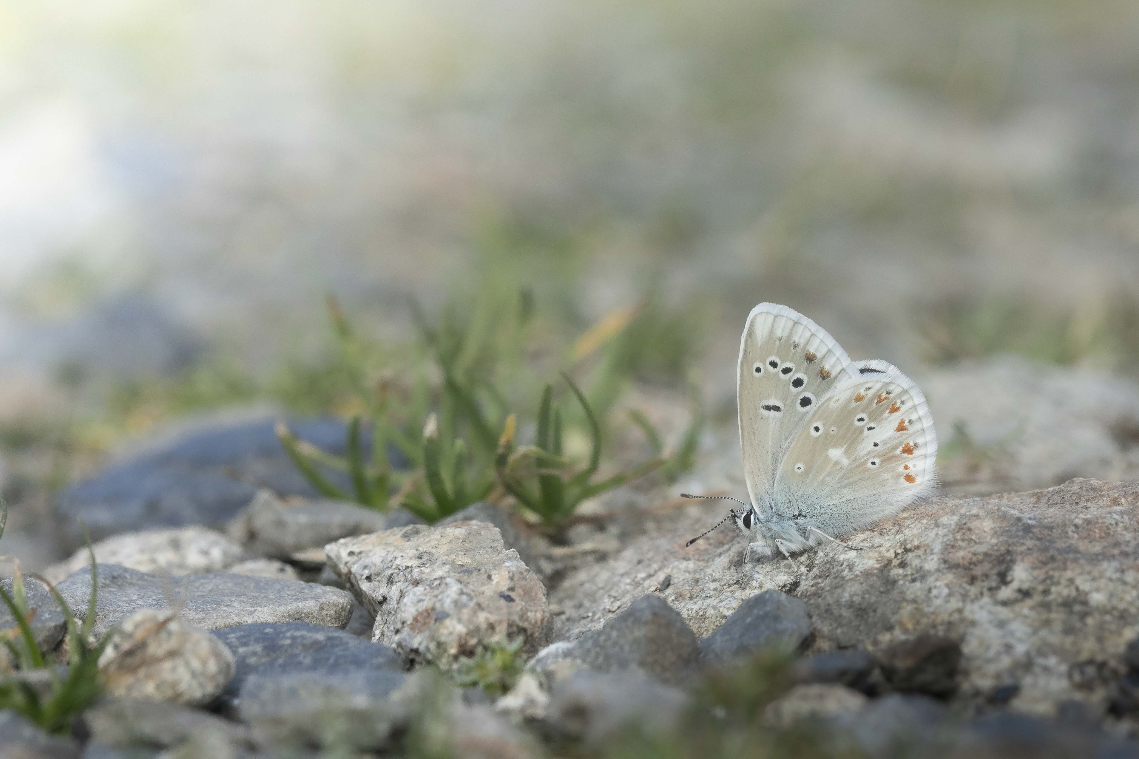 Turquoise blue (Polyommatus dorylas)