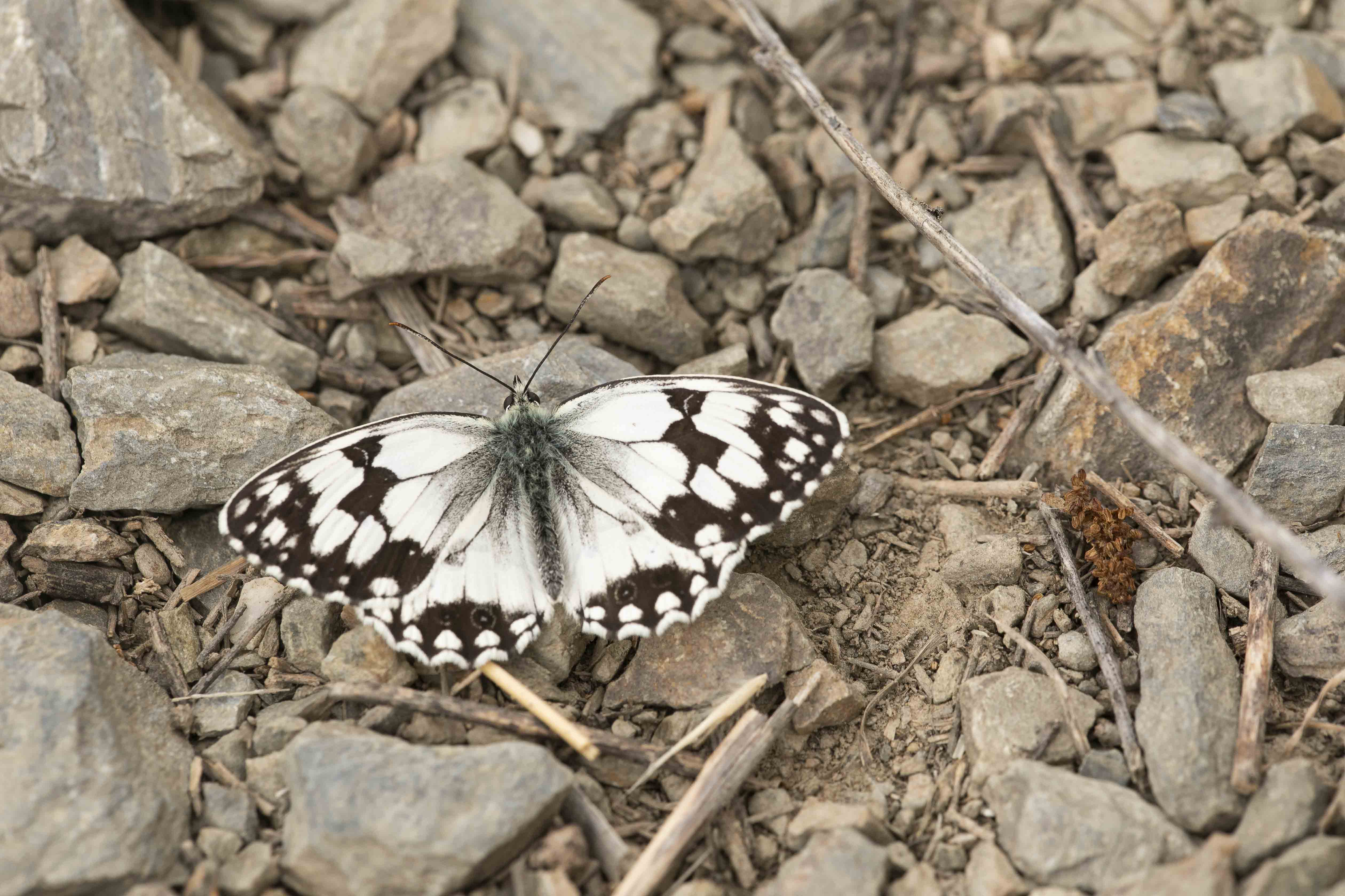 Spaans Dambordje - Melanargia lachesis