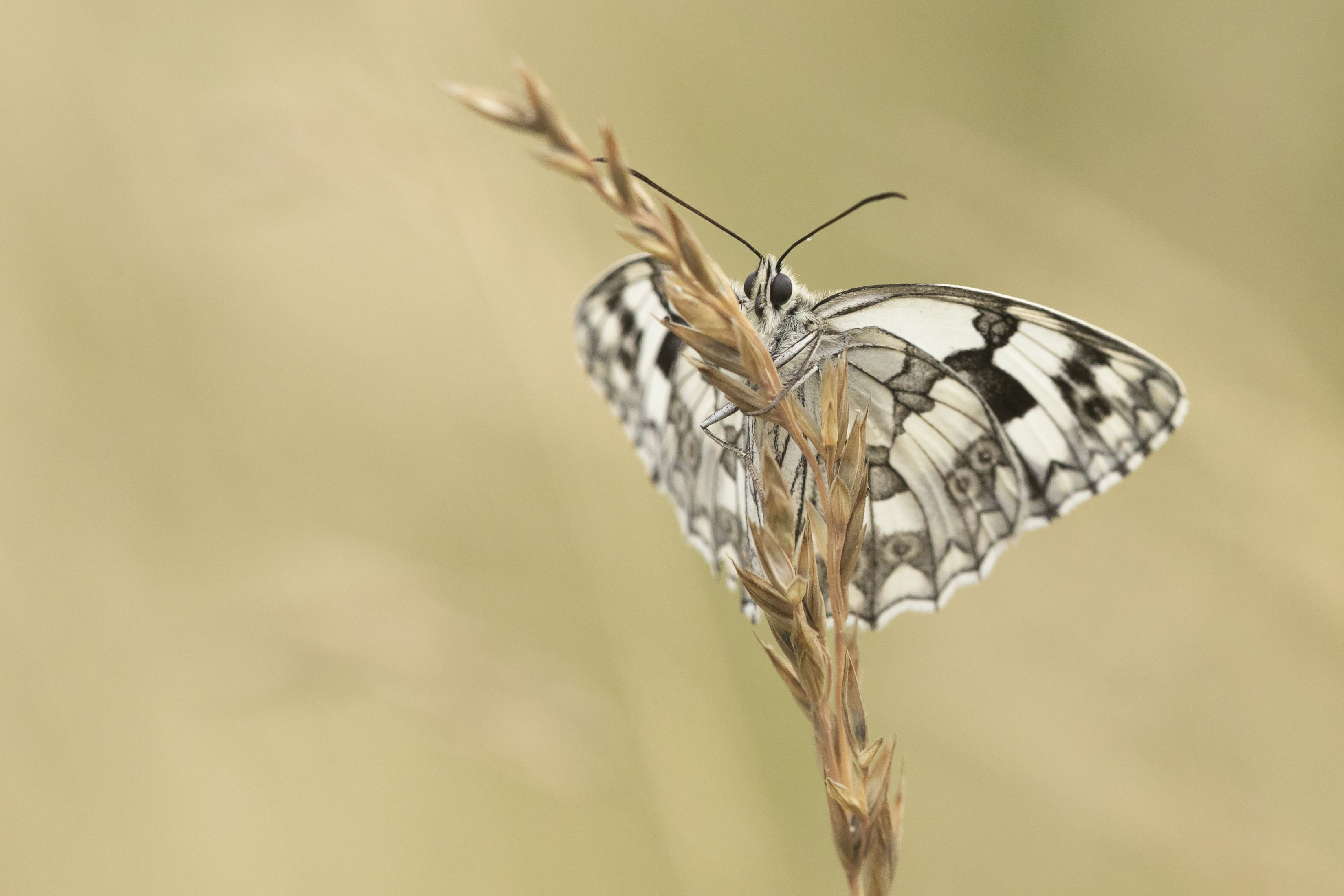 Spaans Dambordje - Melanargia lachesis