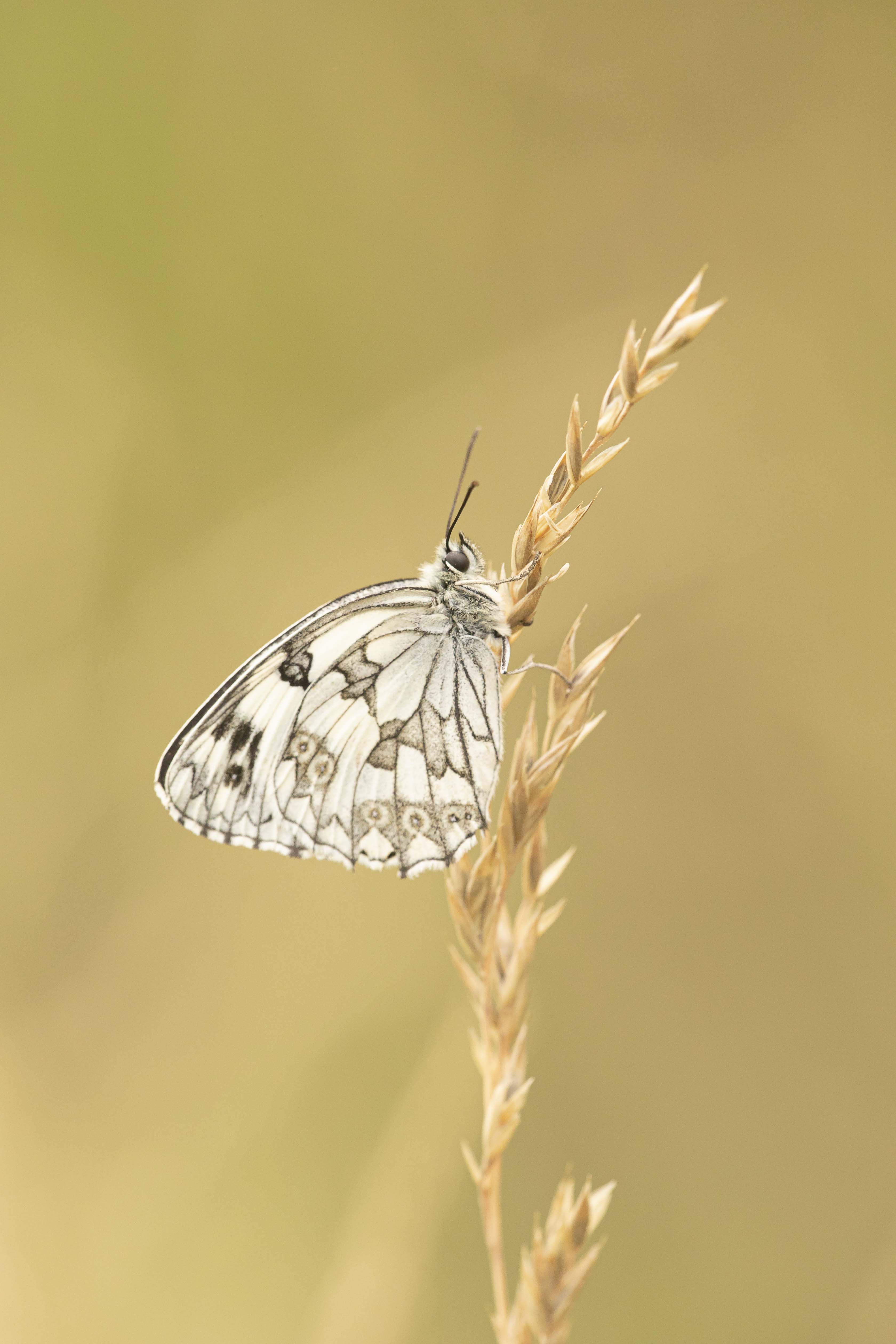 Iberian Marbled White (Melanargia lachesis)