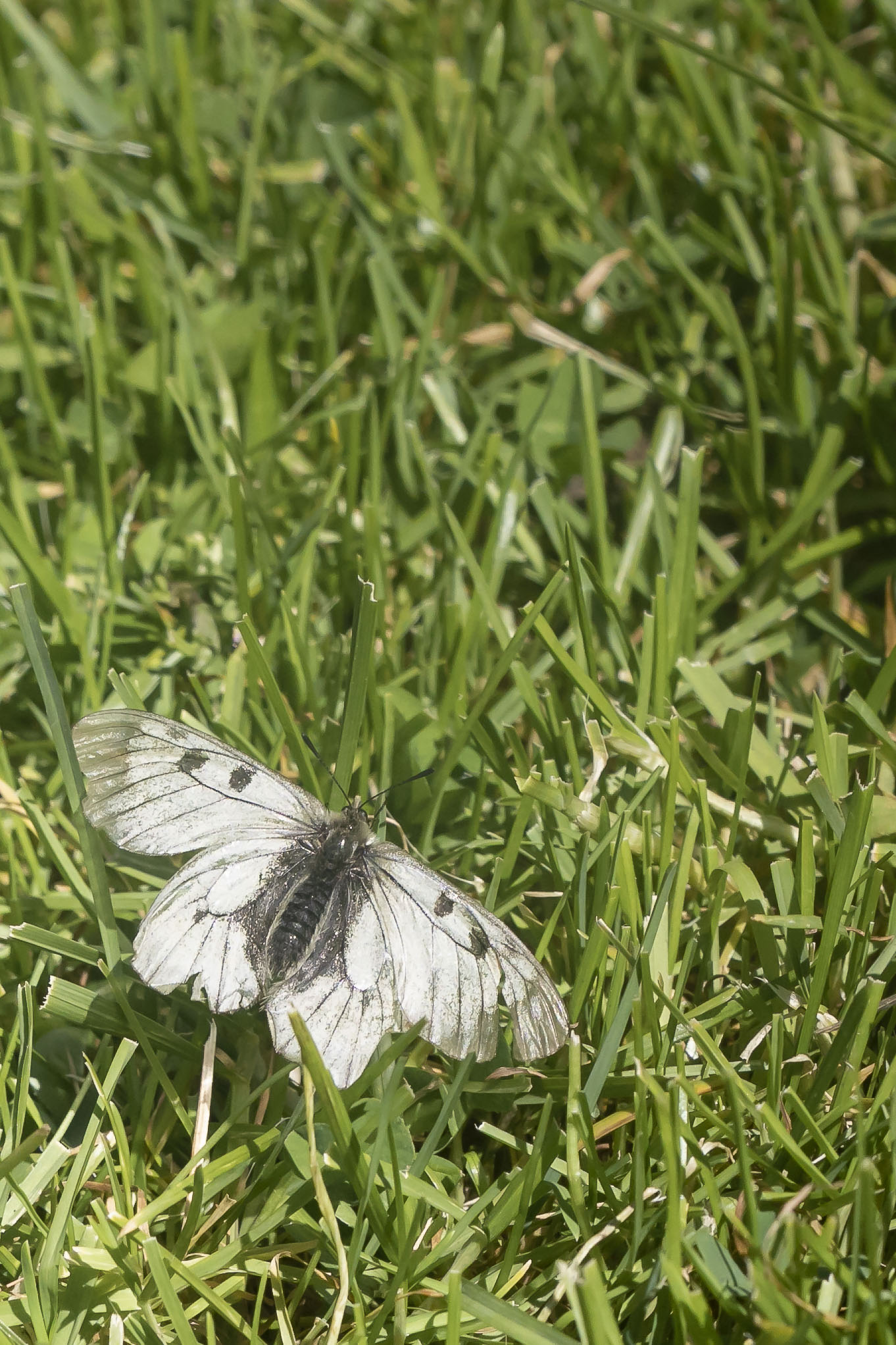 Zwarte Apollovlinder - Parnassius mnemosyne