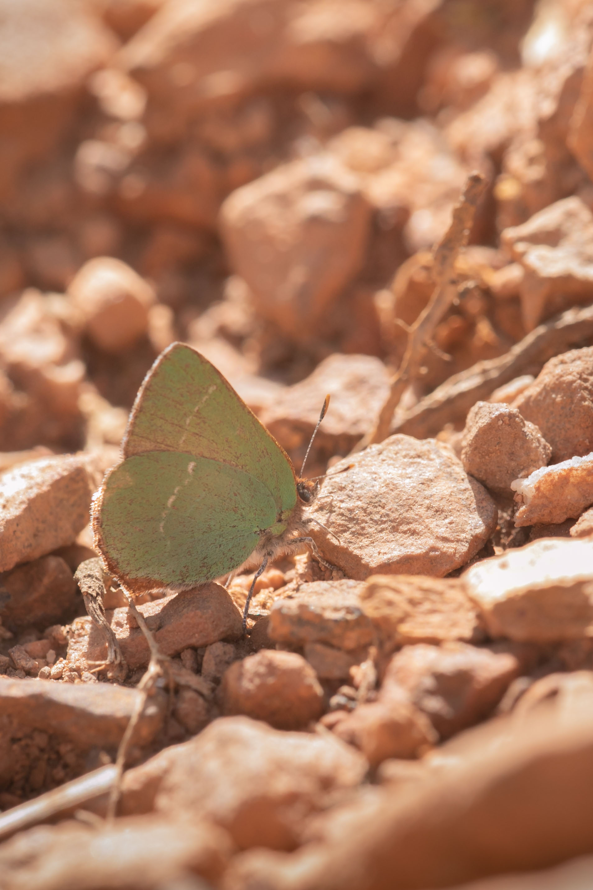 Aardbeiboomgroentje (Callophrys avis)