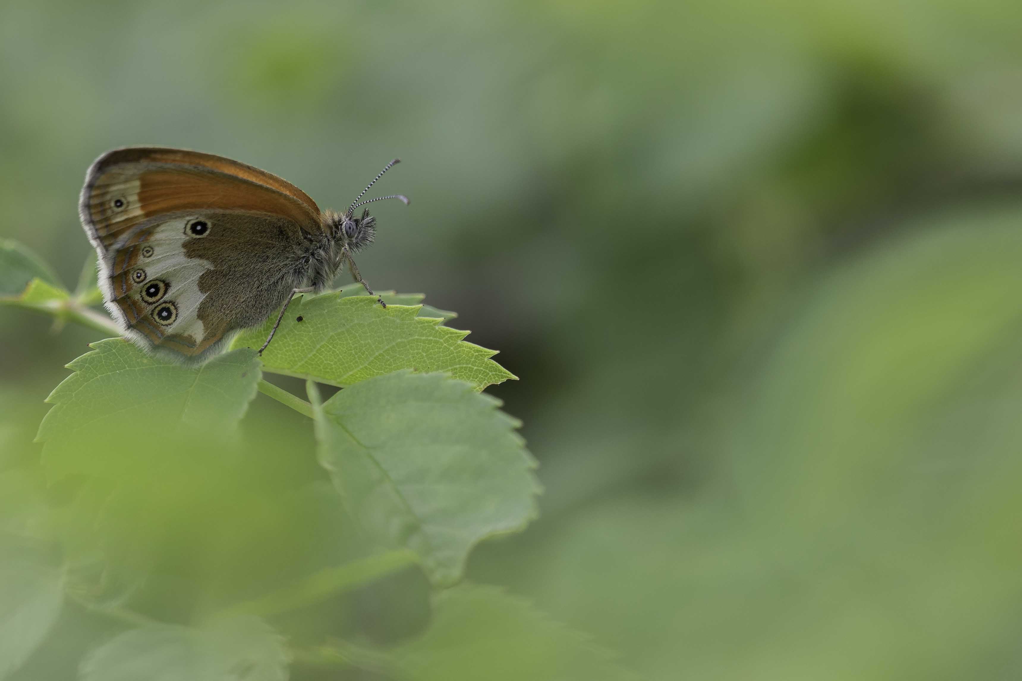 Tweekleurig Hooibeestje  (Coenonympha arcania)