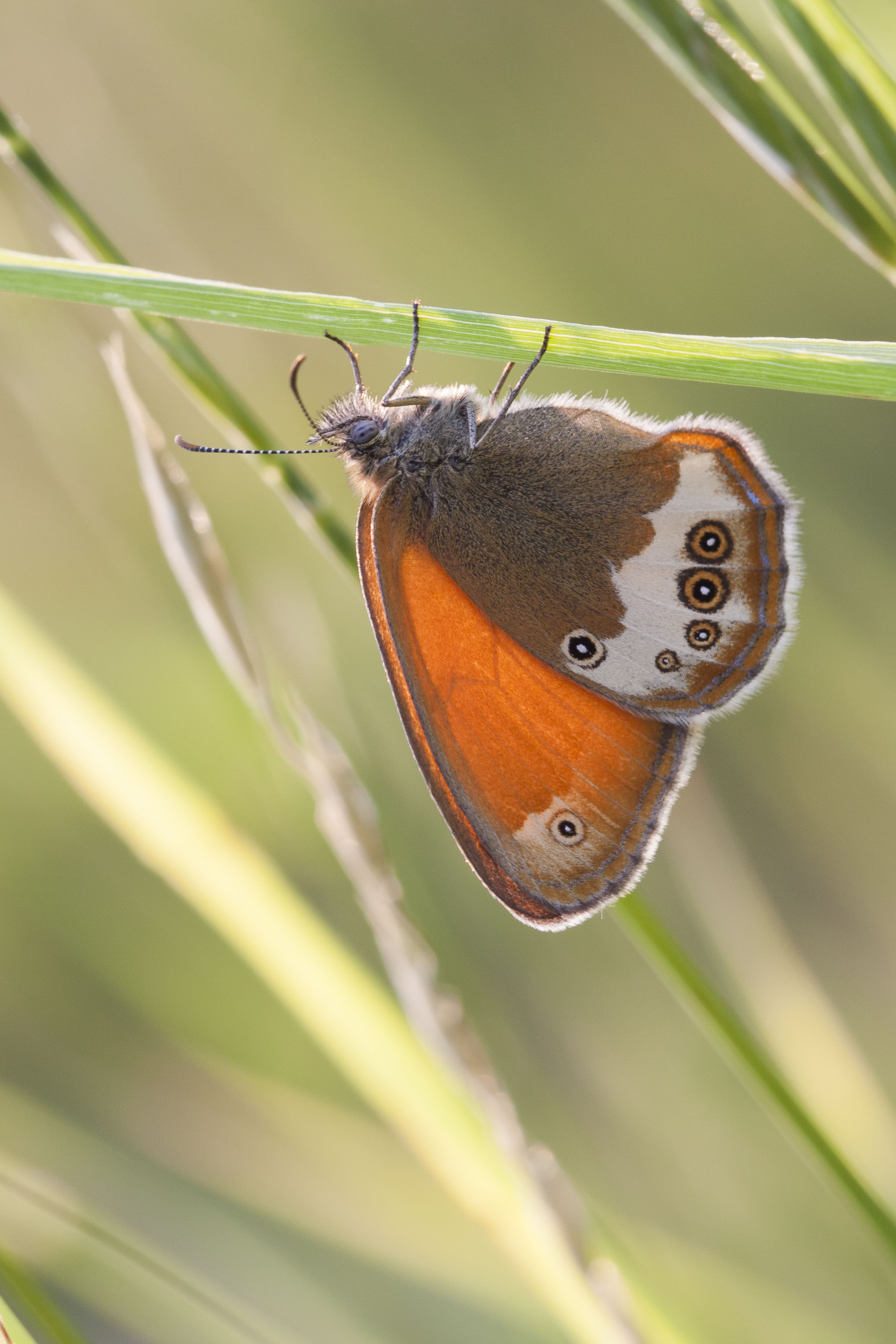 Tweekleurig Hooibeestje  - Coenonympha arcania