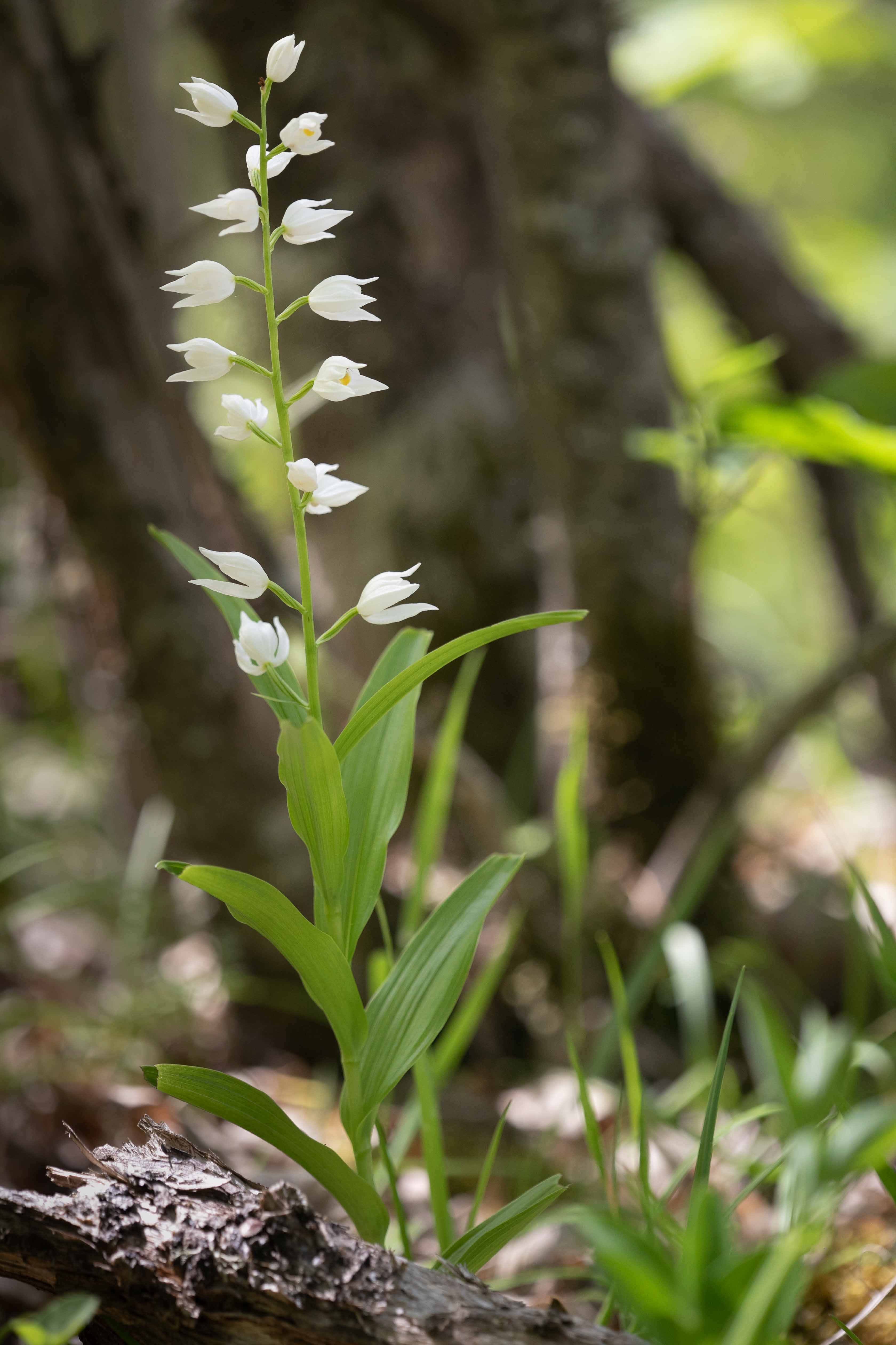 Sword-leaved Helleborine (Cephalanthera longifolia)