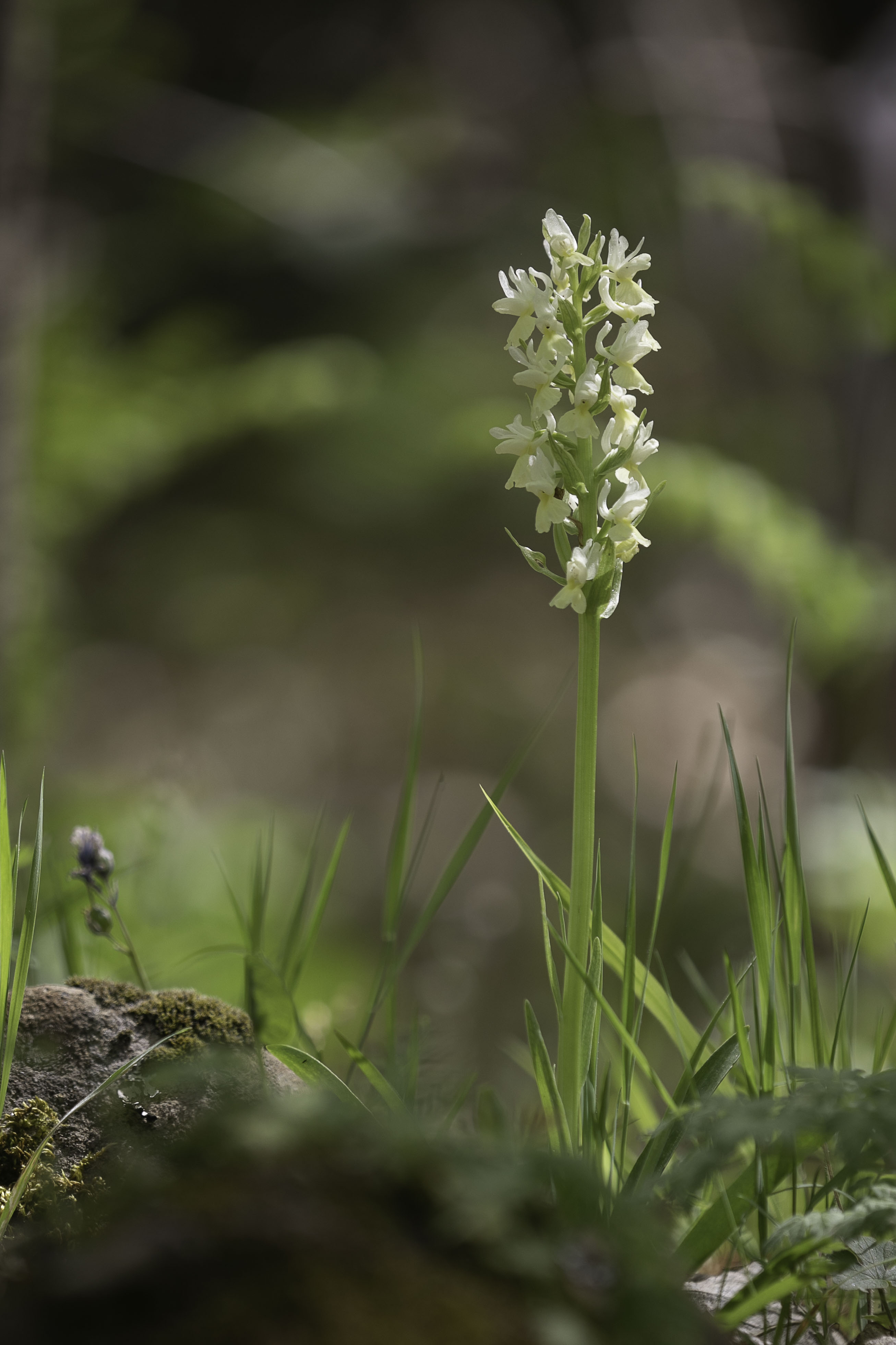 Sulphur Orchid - Dactylorhiza sulphurea / romana