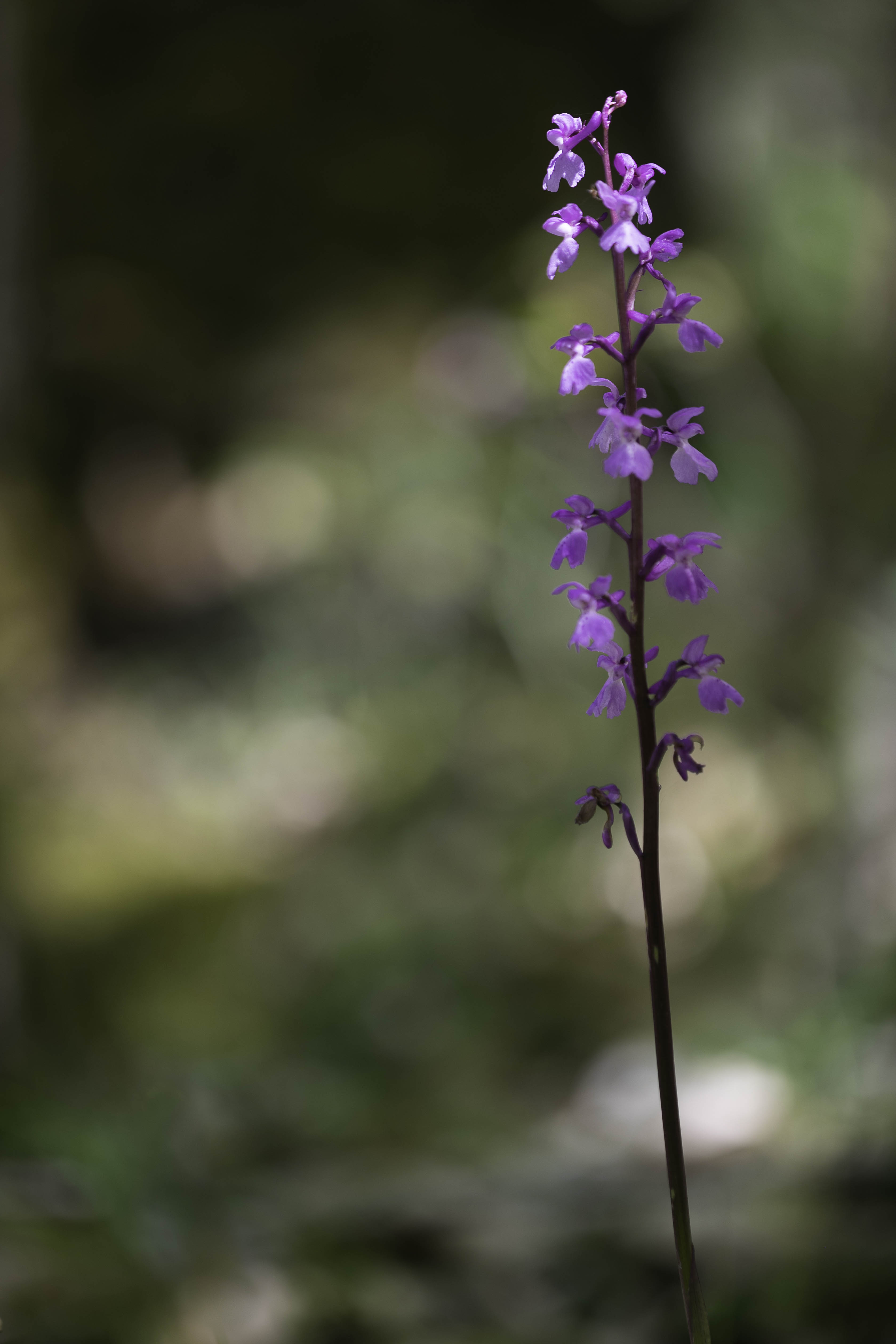 Dactylorhiza sulphurea / romana - Dactylorhiza sulphurea / romana