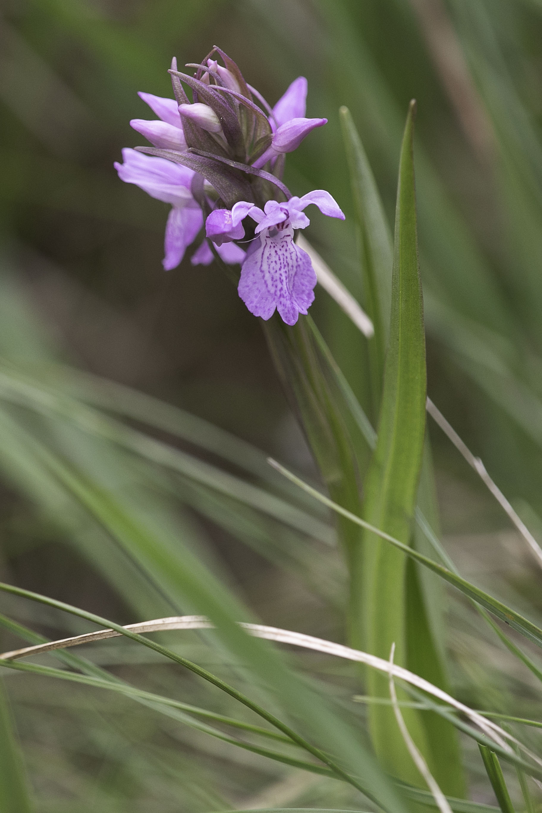 Dactylorhiza sphagnicola - Dactylorhiza sphagnicola