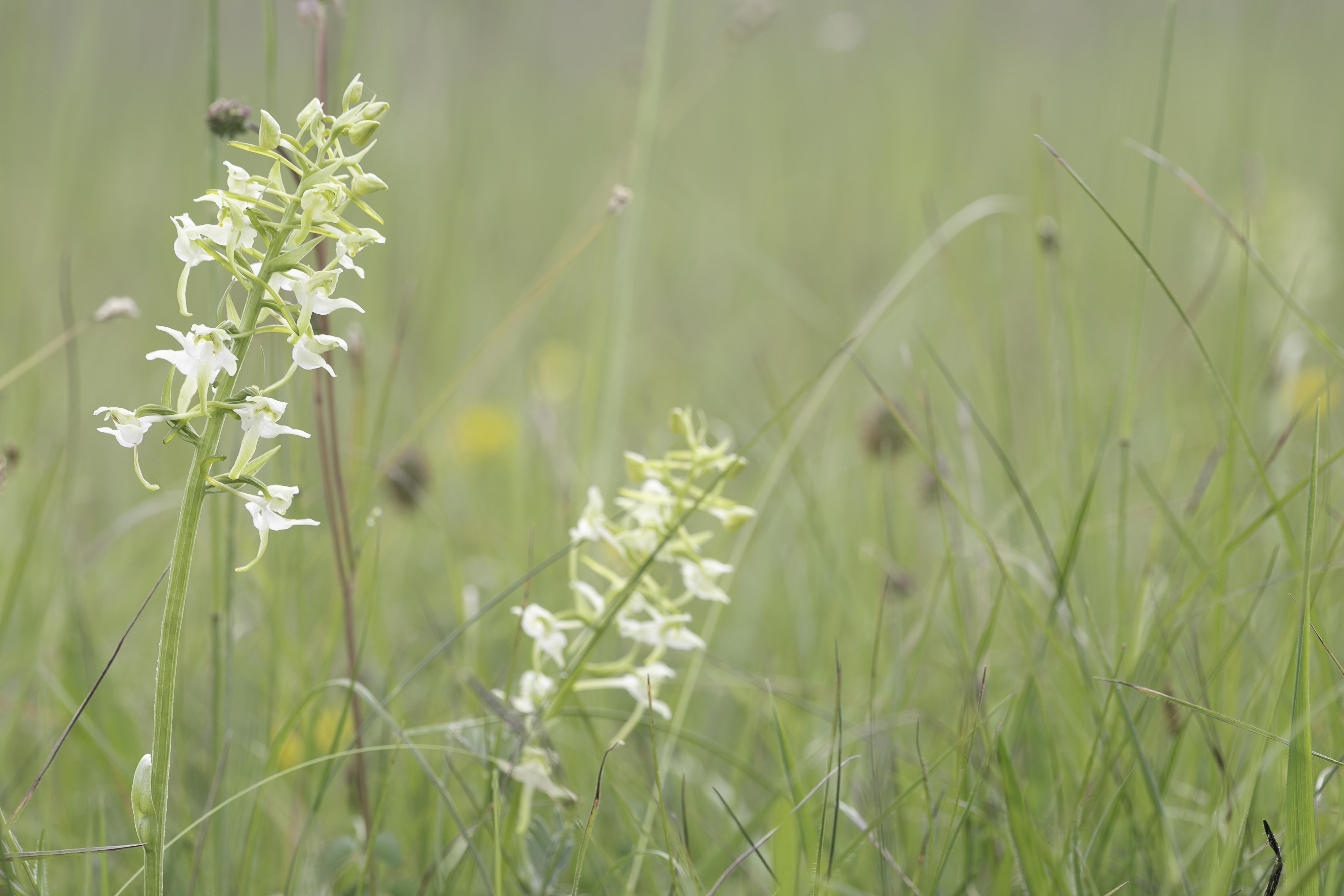 Bergnachtorchis (Platanthera chlorantha)