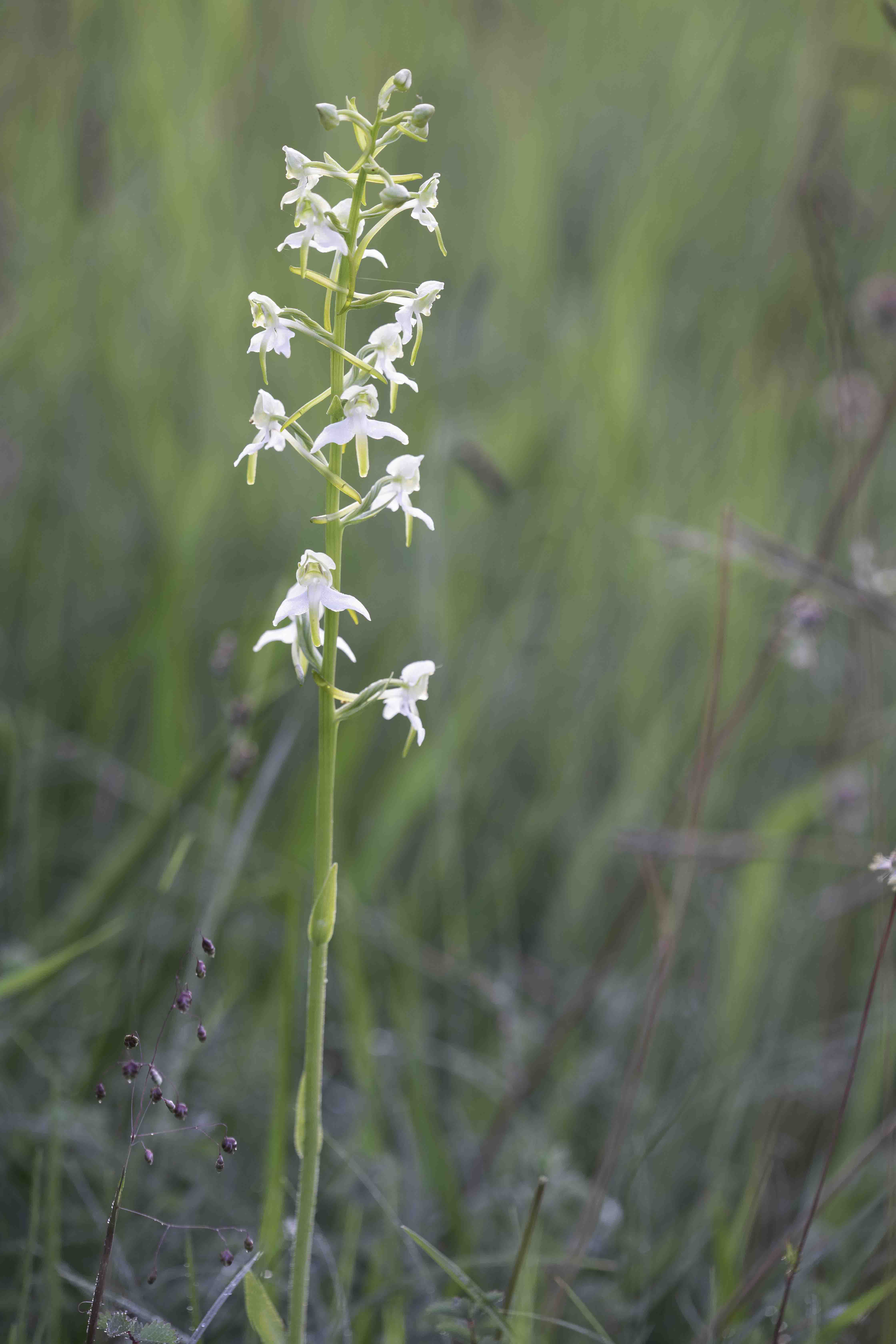 Greater Butterfly-Orchid - Platanthera chlorantha