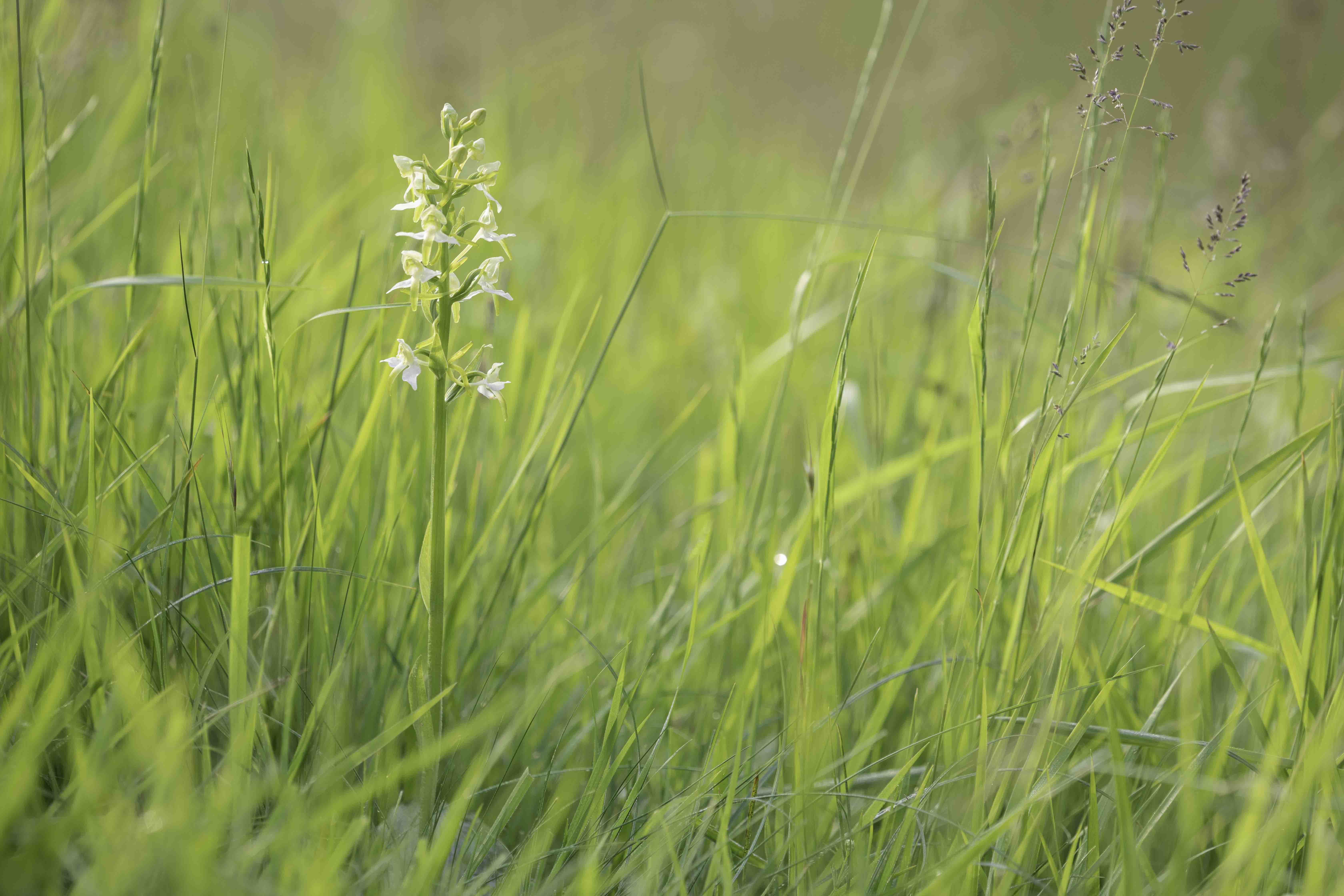 Bergnachtorchis (Platanthera chlorantha) - 05/2023 - Viroinval (B)