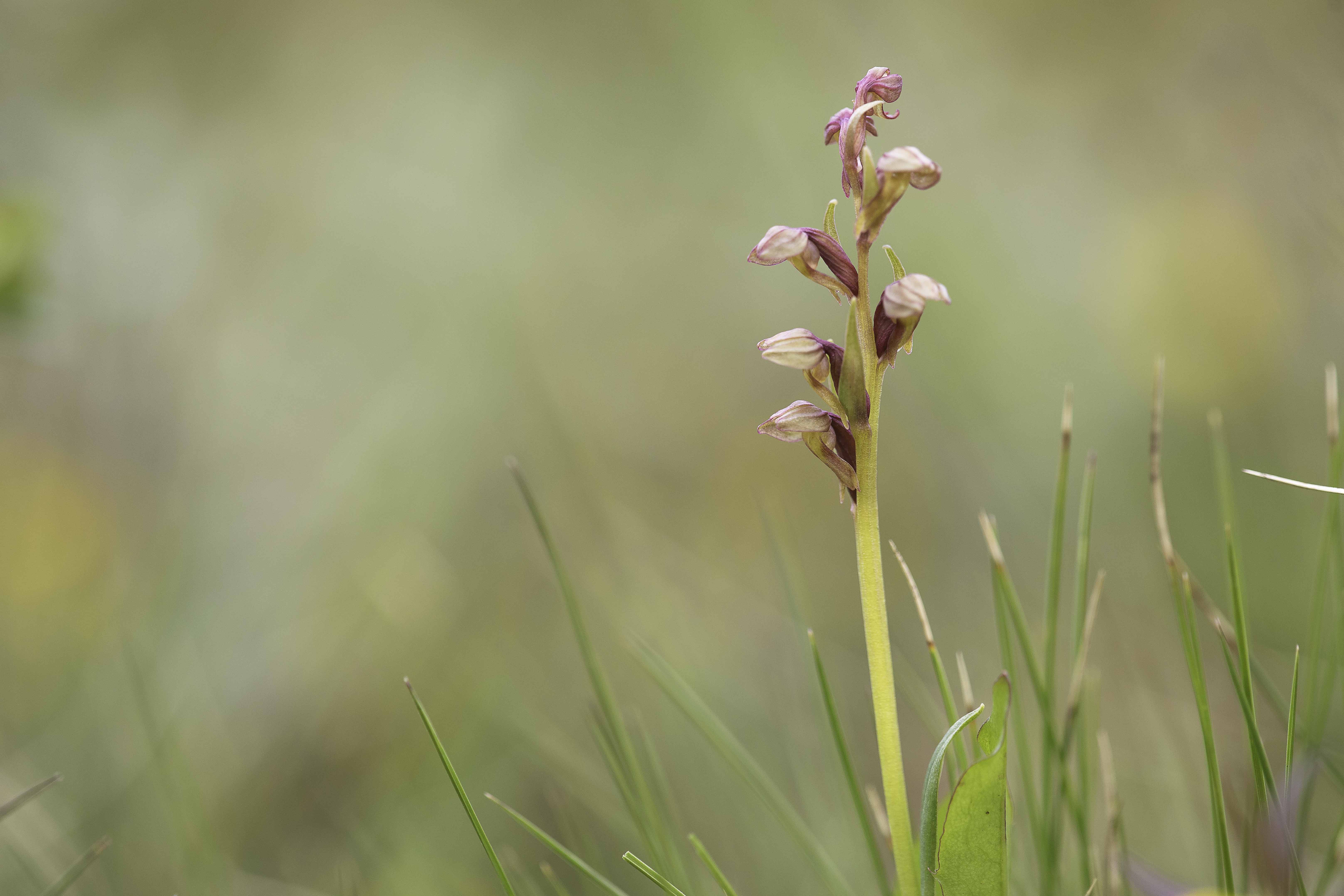 Frog Orchid (Dactylorhiza viridis)