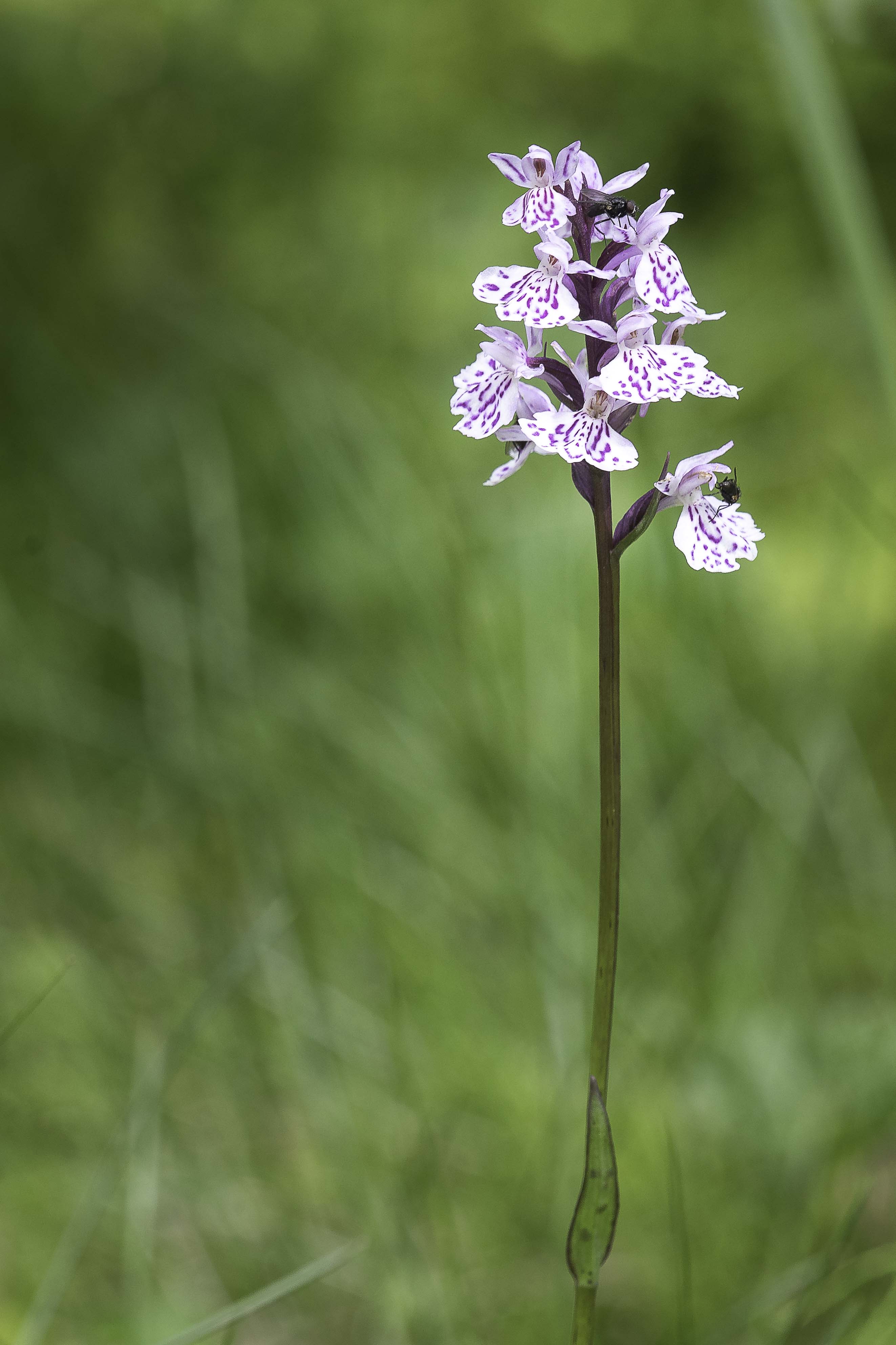 Gevlekte Orchis - Dactylorhiza maculata