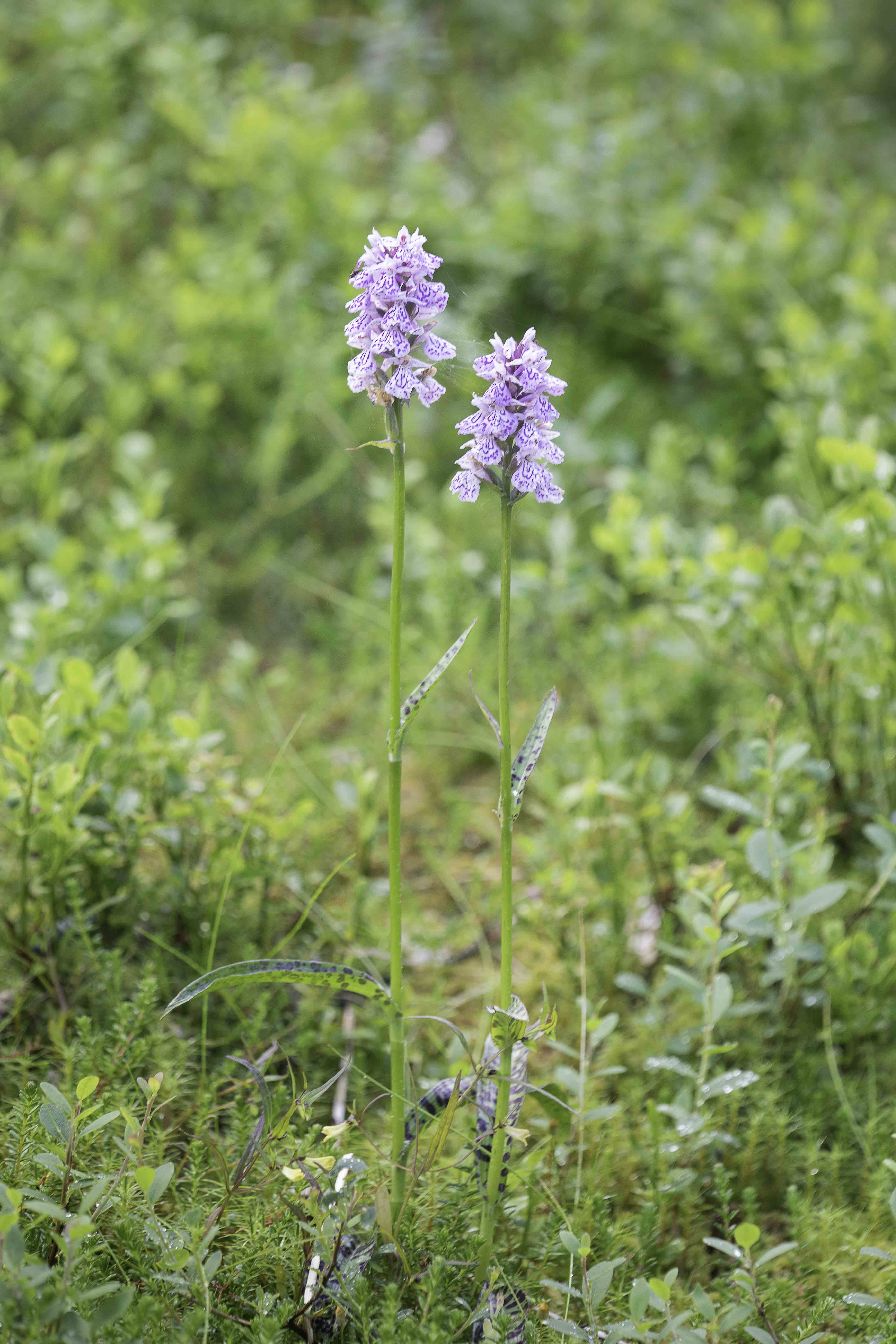 Gevlekte Orchis (Dactylorhiza maculata)