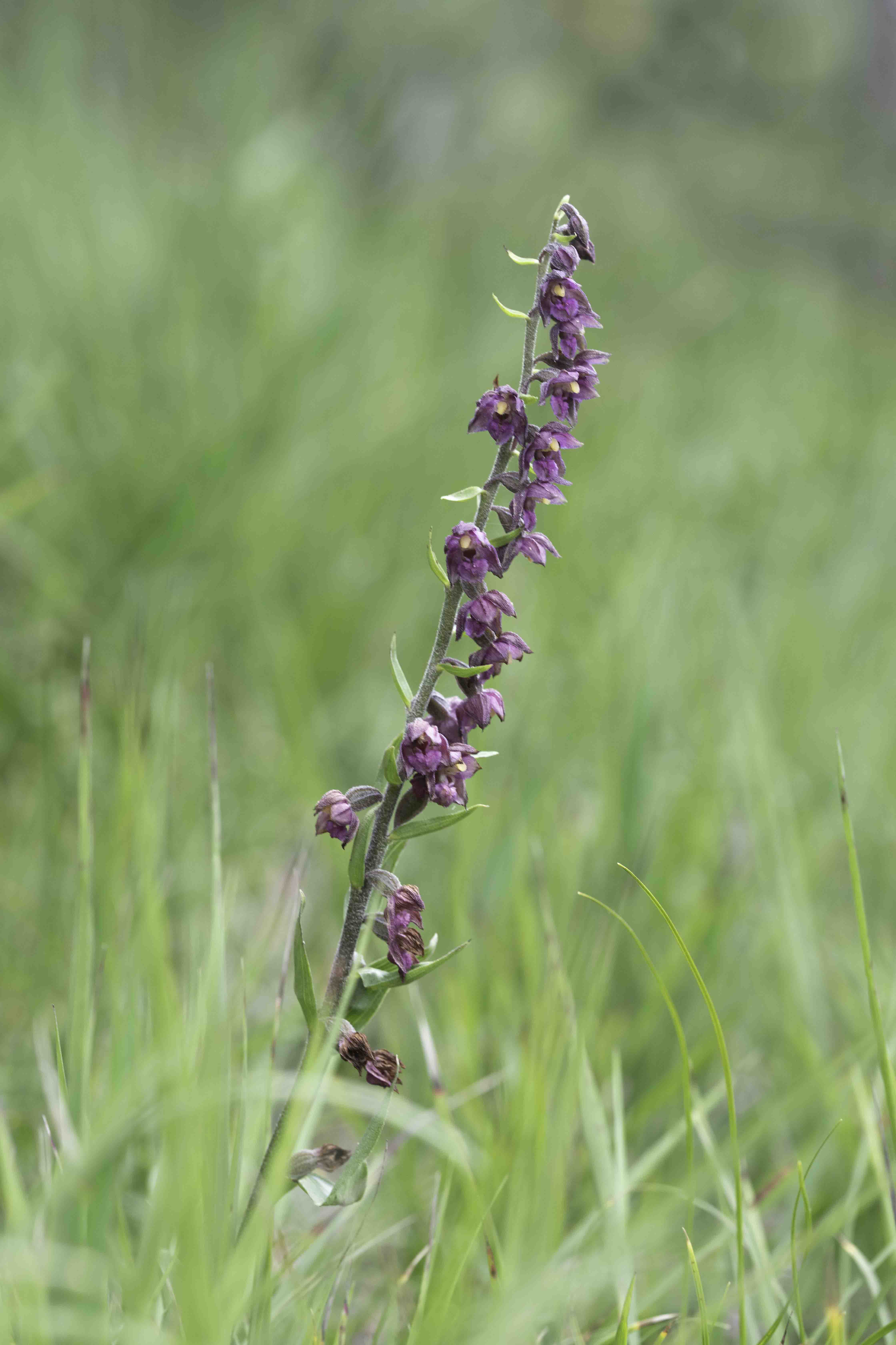 Bruinrode Wespenorchis