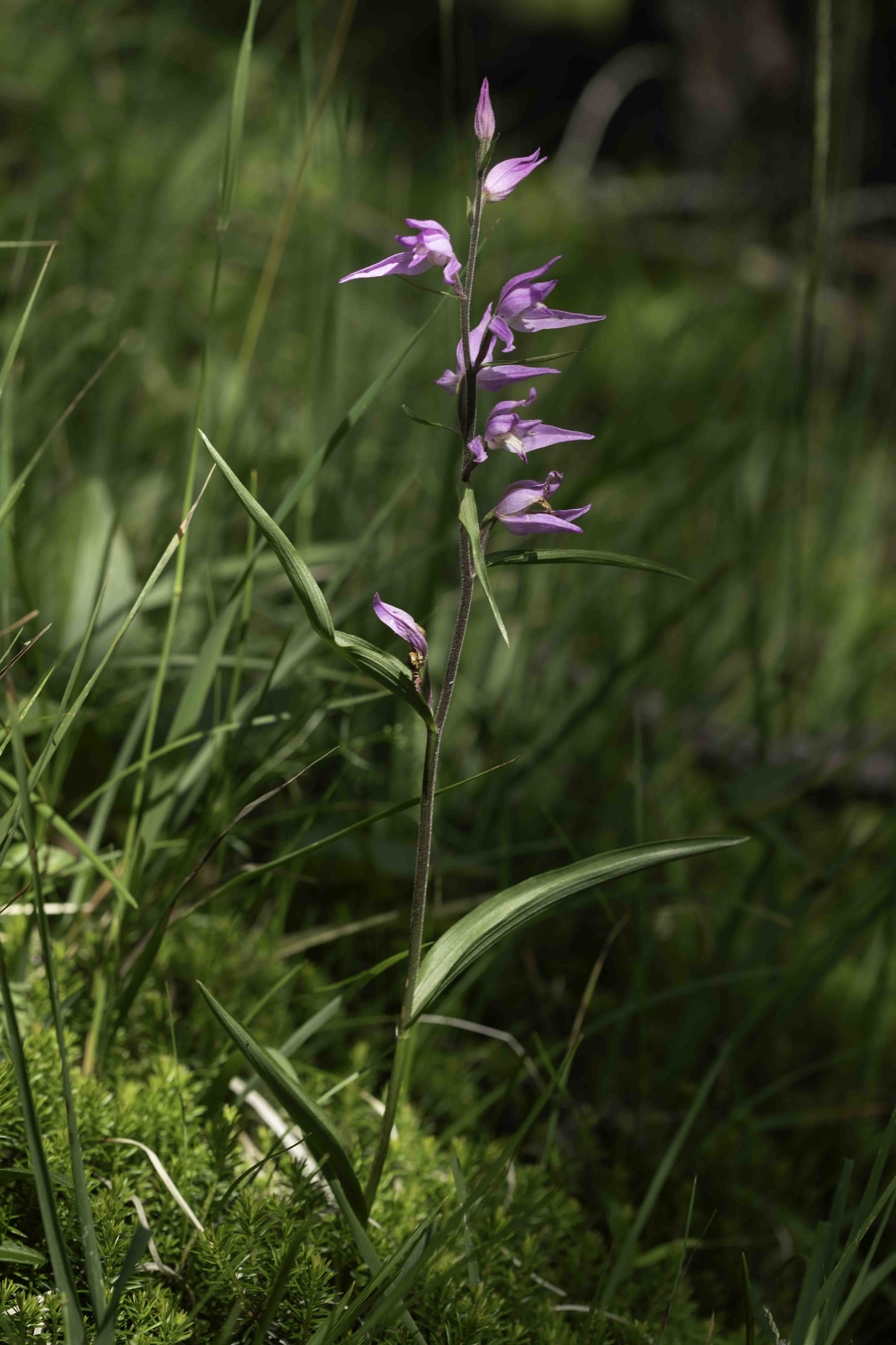 Red Helleborine - Cephalanthera rubra