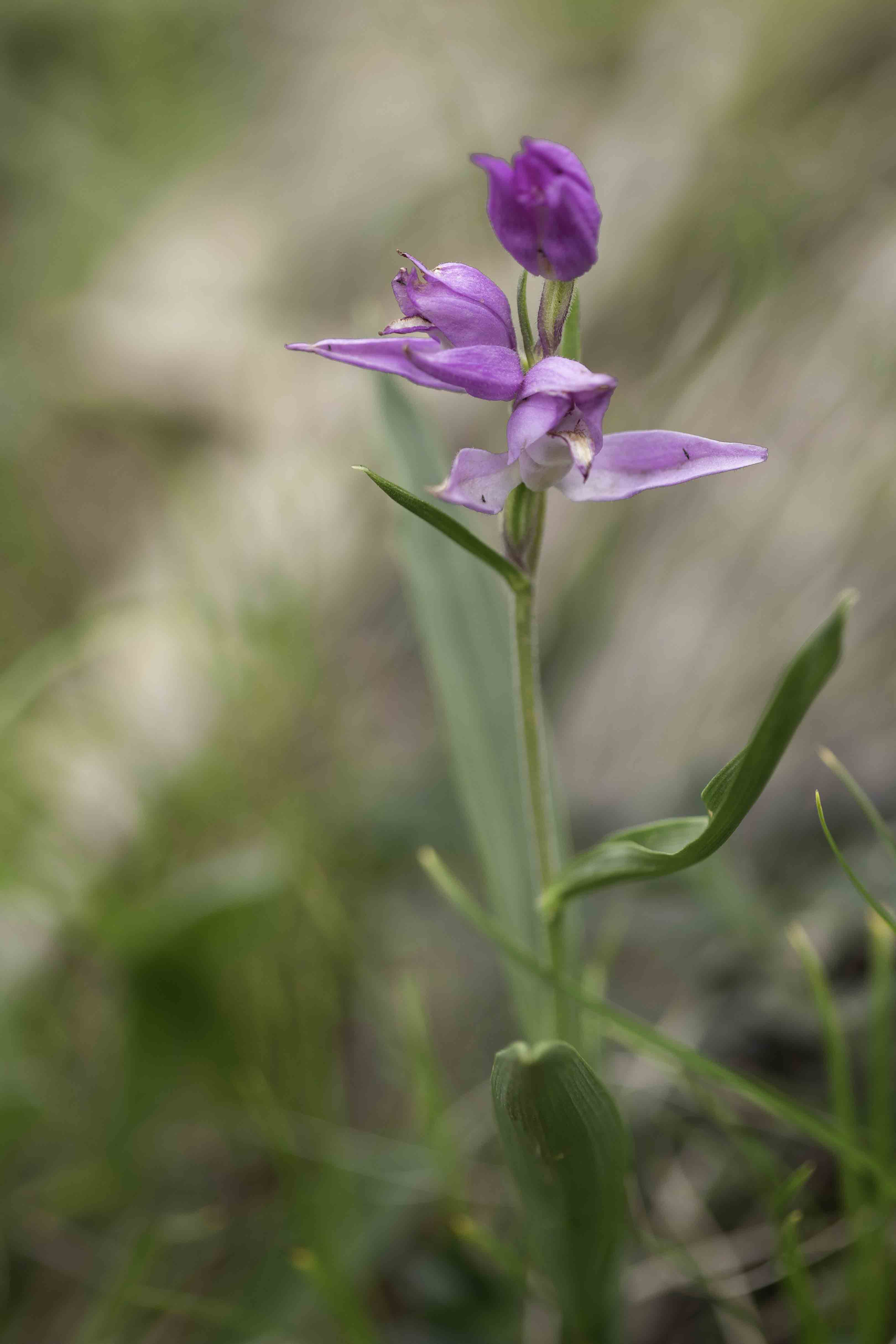 Red Helleborine (Cephalanthera rubra)