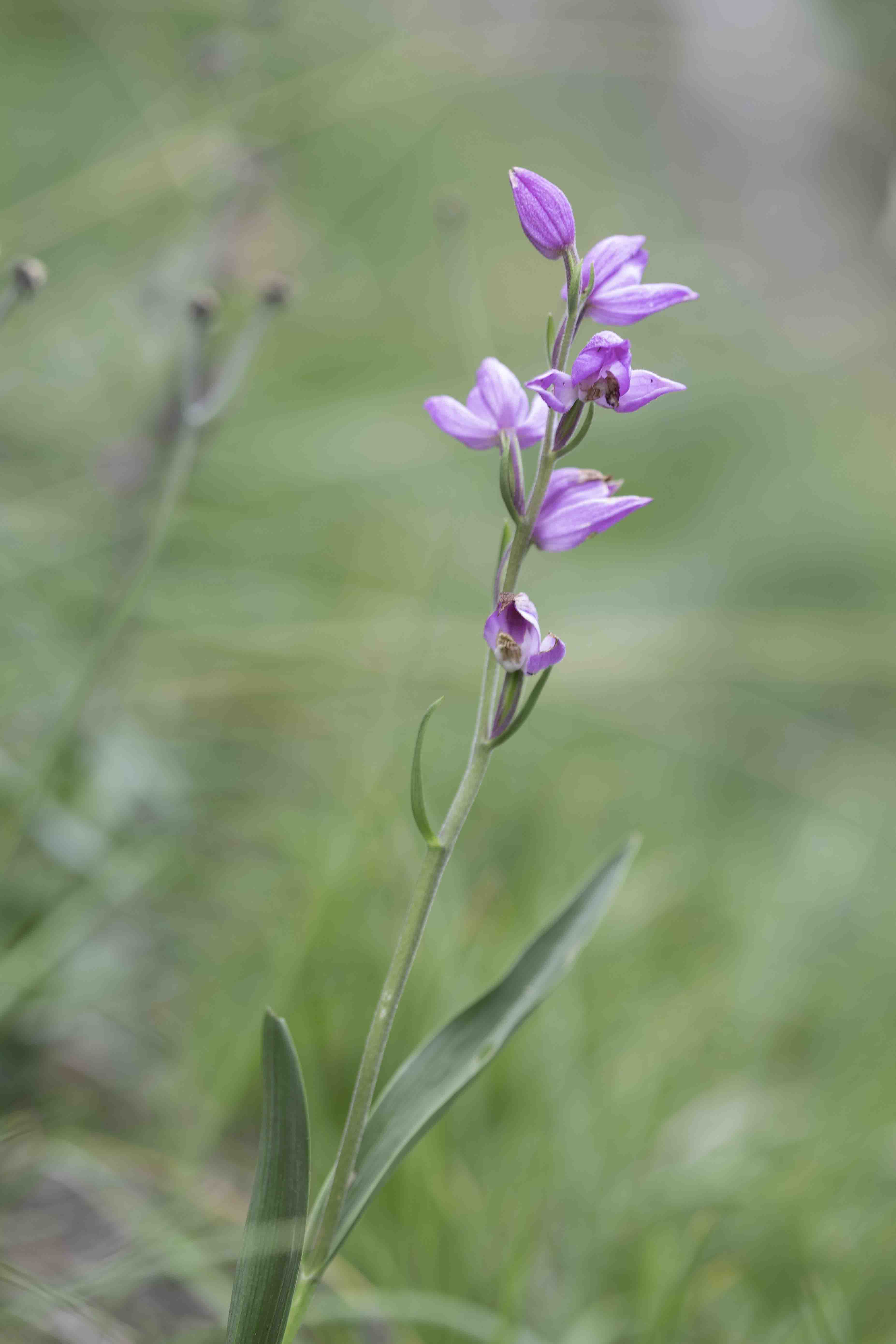 Red Helleborine (Cephalanthera rubra)