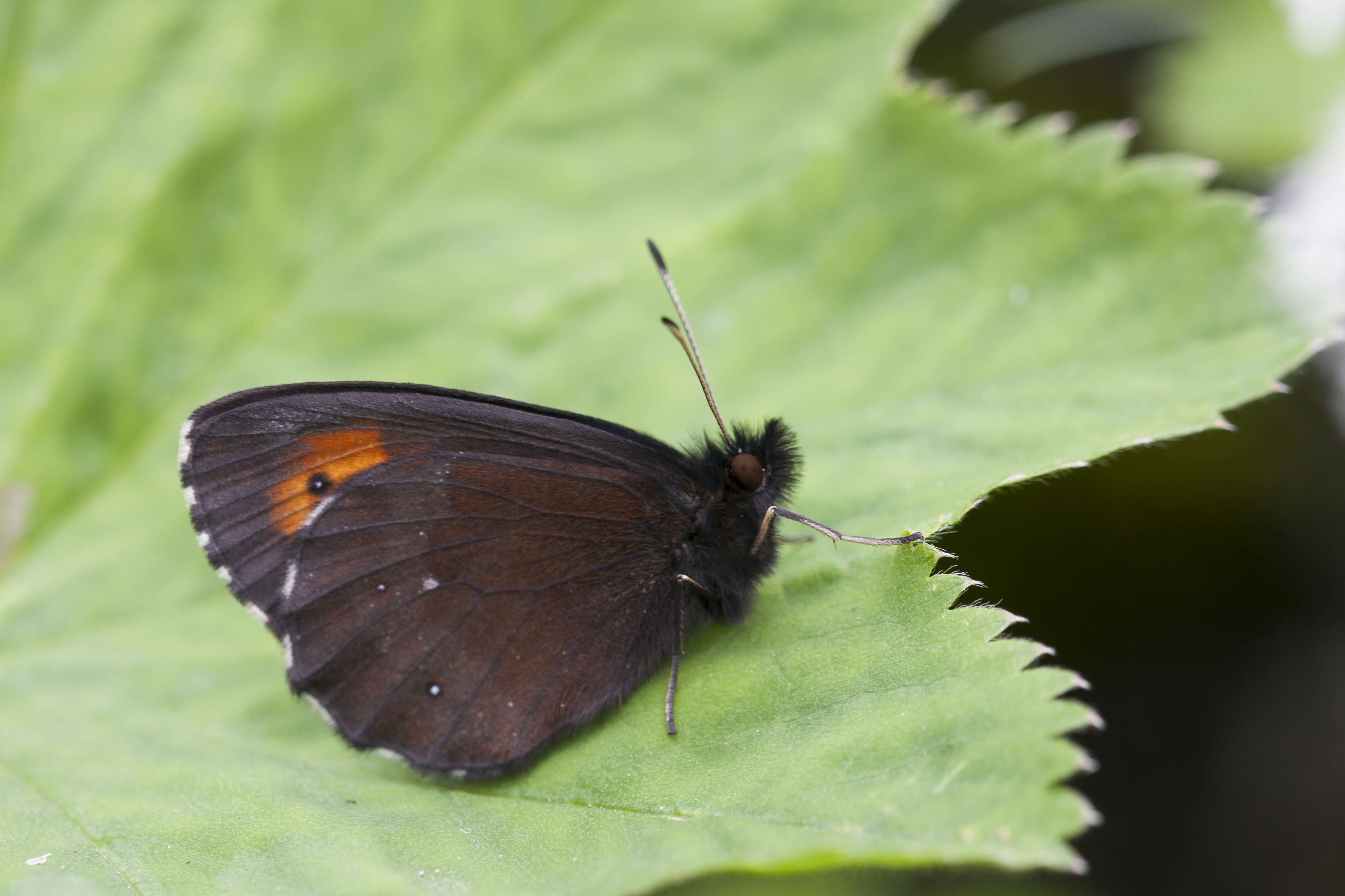 Scotch argus  - Erebia aethiops