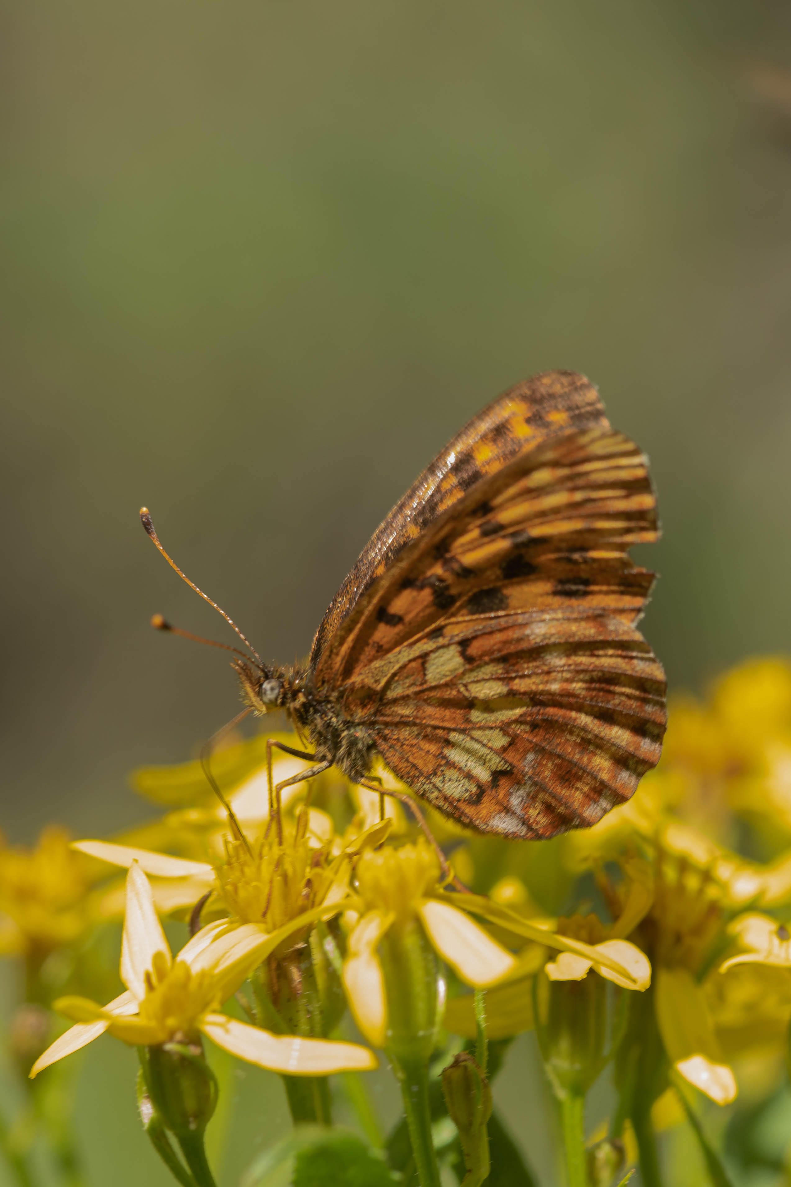 Thor's fritillary  (Boloria Thore)