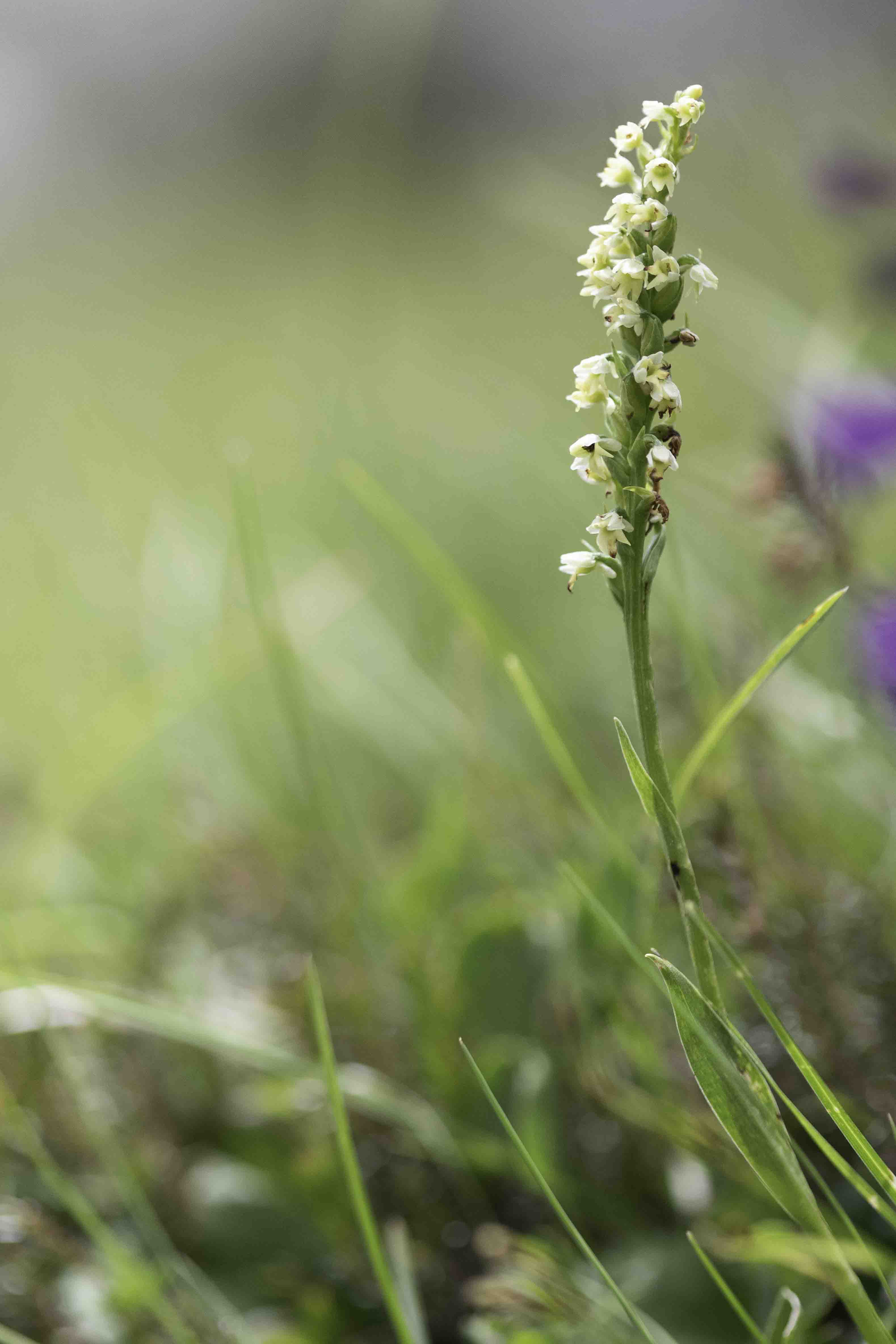 Small White Orchid - Pseudorchis albida
