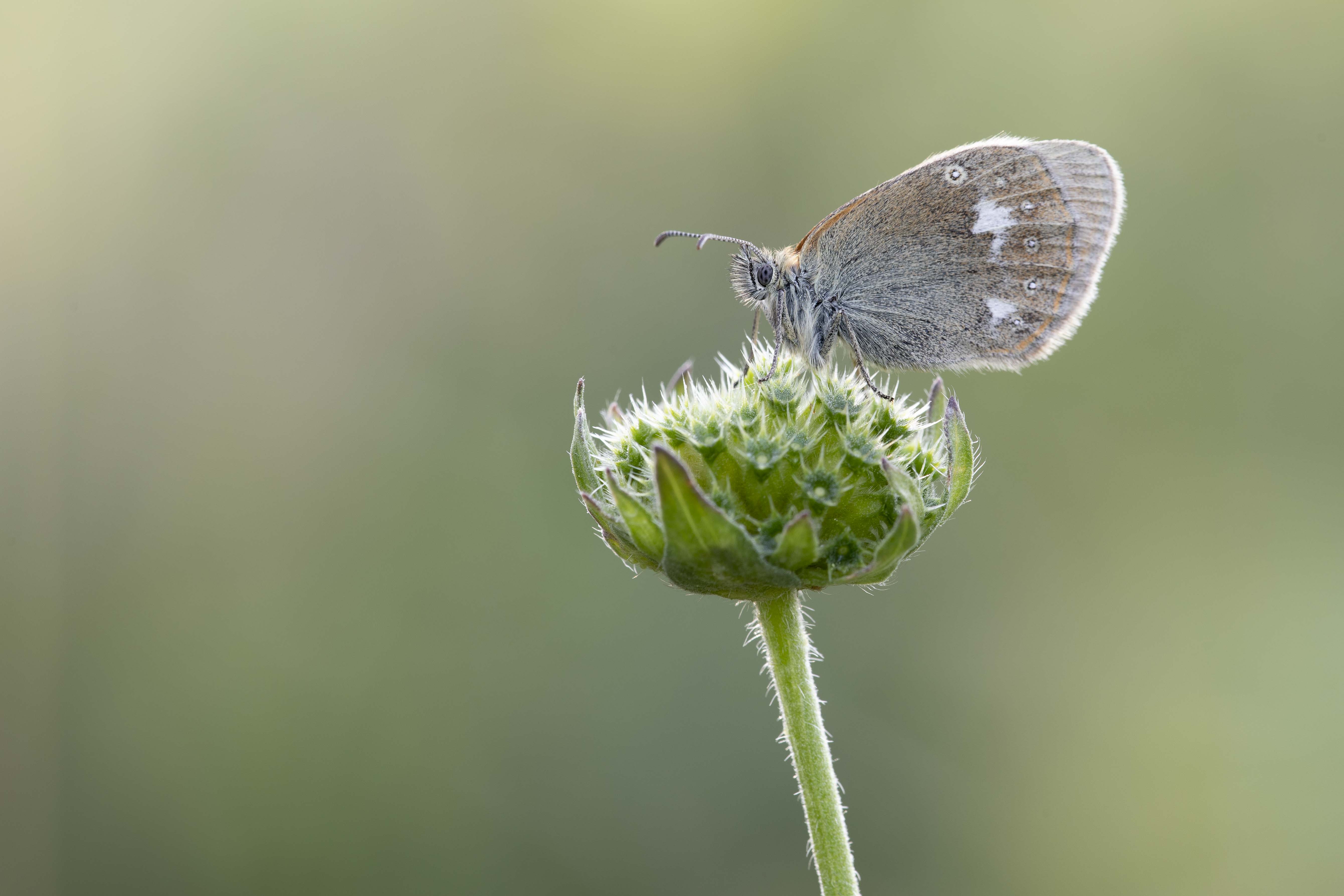 Chestnut heath  - Coenonympha glycerion