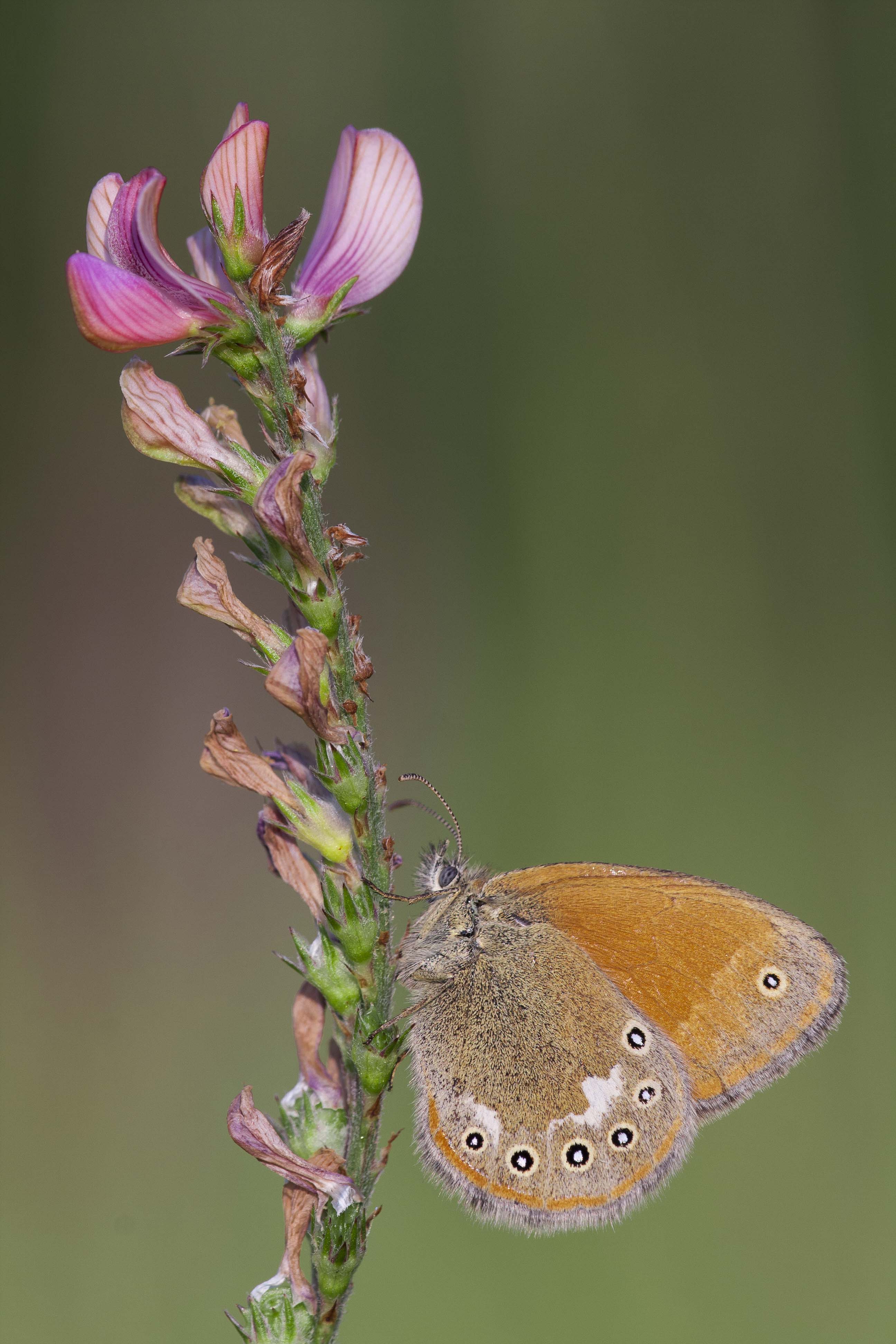 Chestnut heath  - Coenonympha glycerion