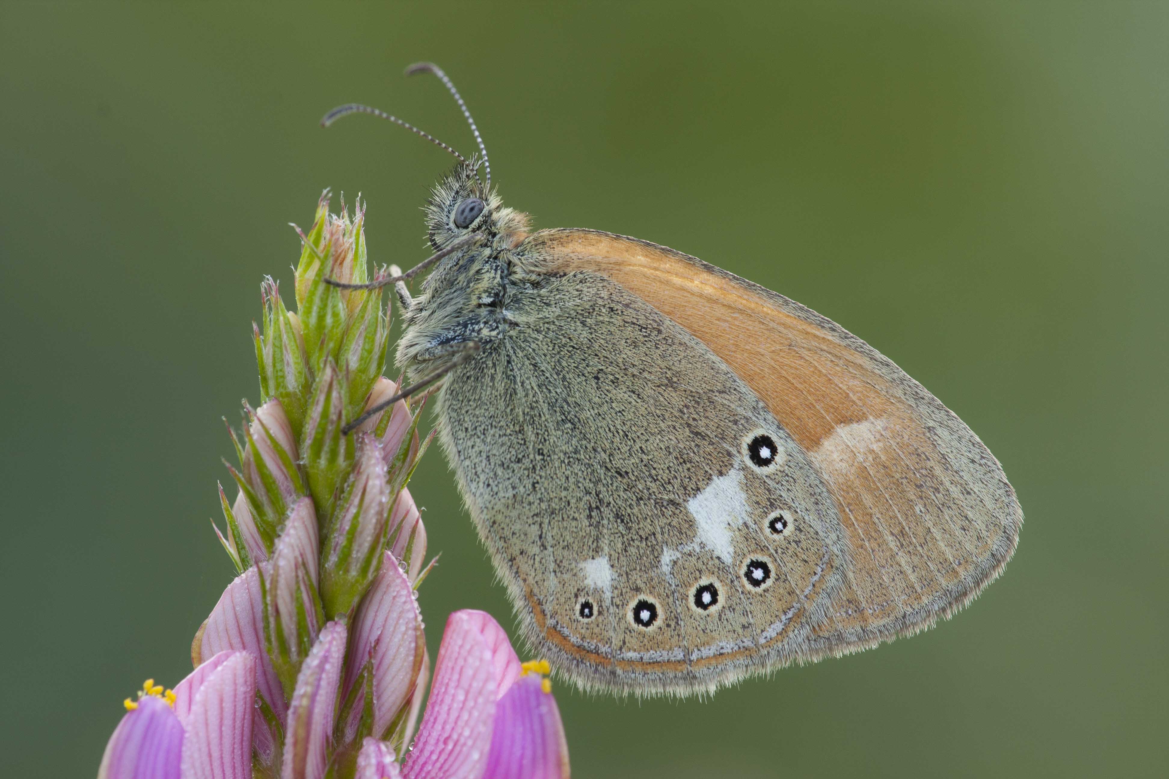 Roodstreephooibeestje  - Coenonympha glycerion