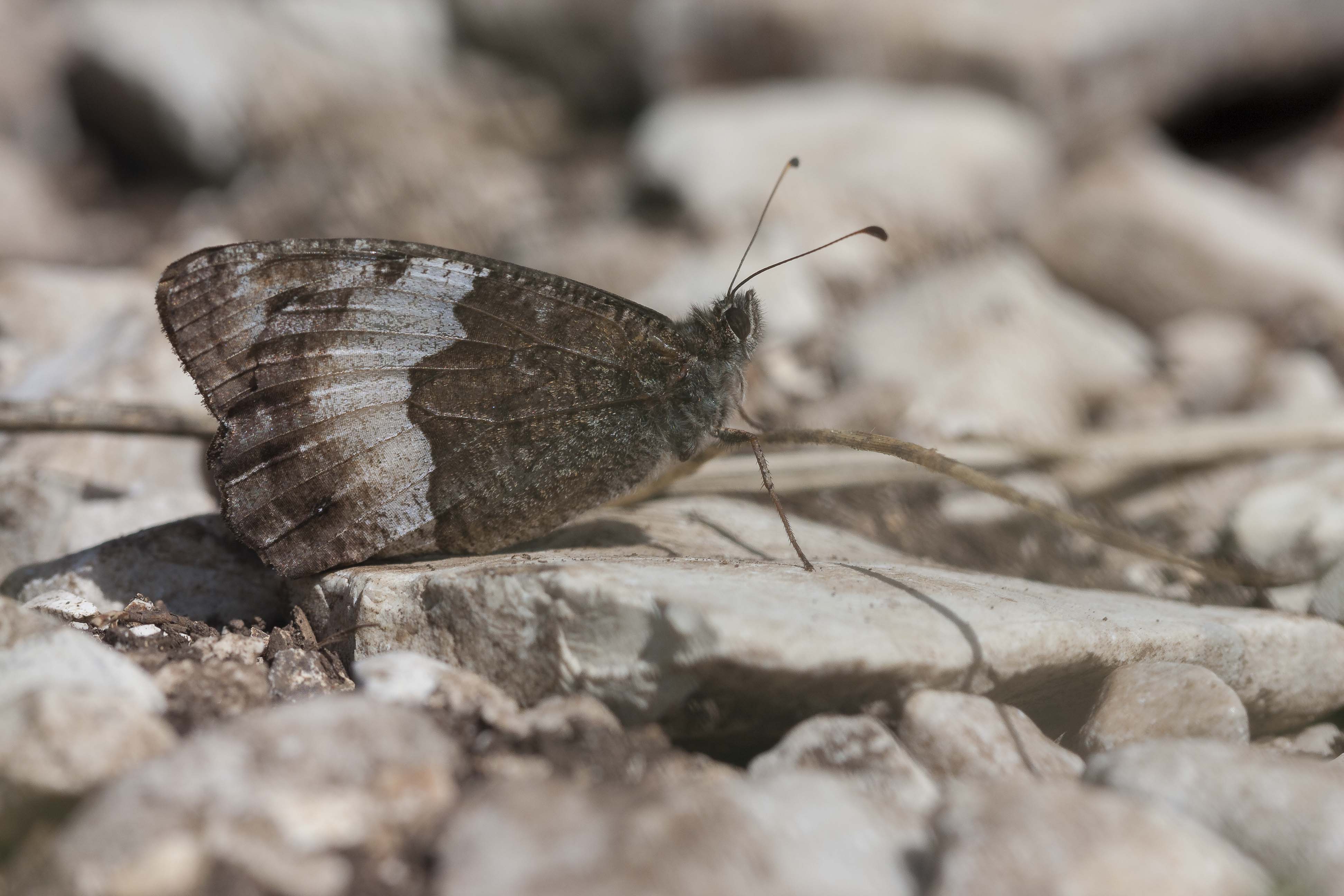 Boswachters  - Hipparchia Genus