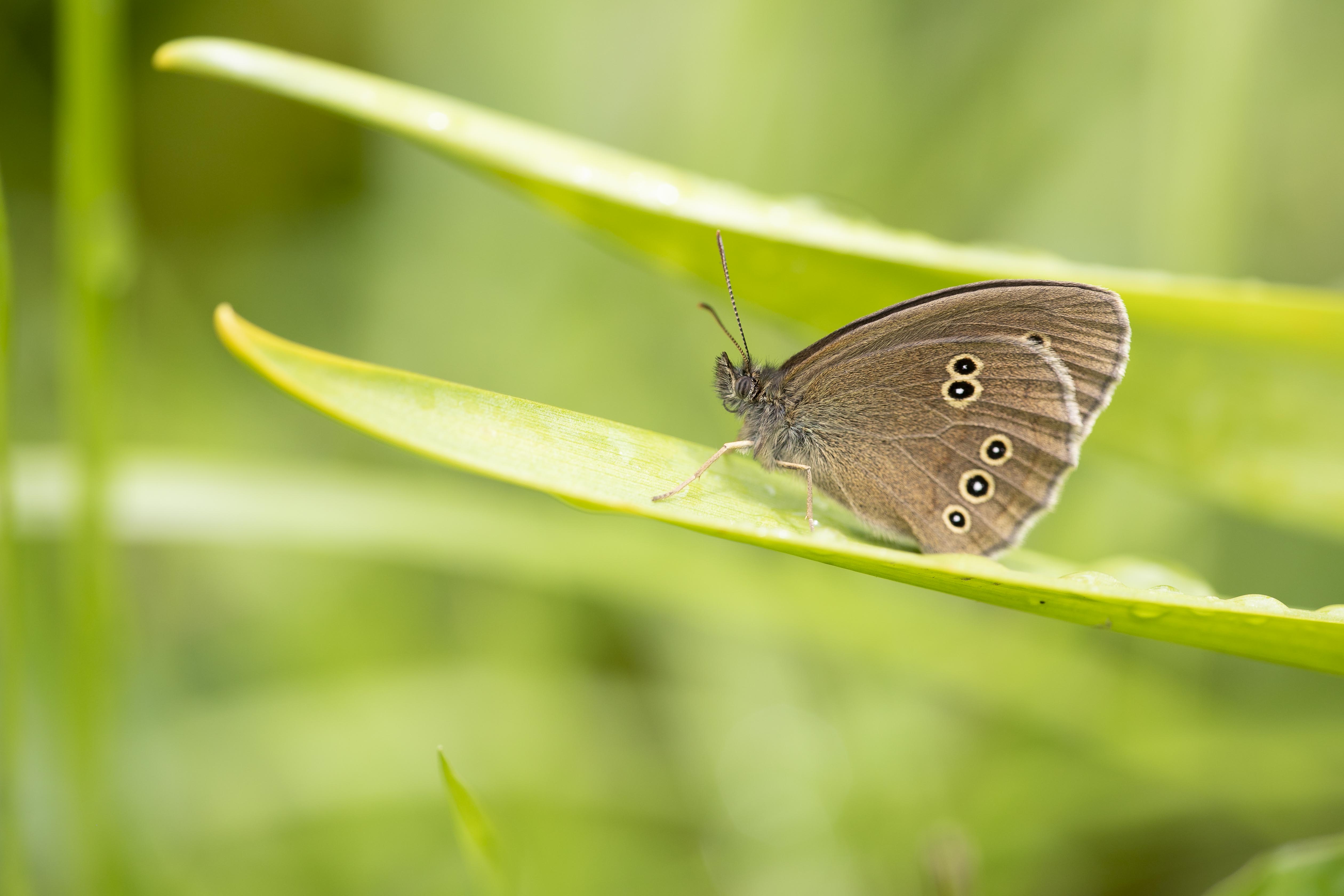 Koevinkje  (Aphantopus hyperantus)