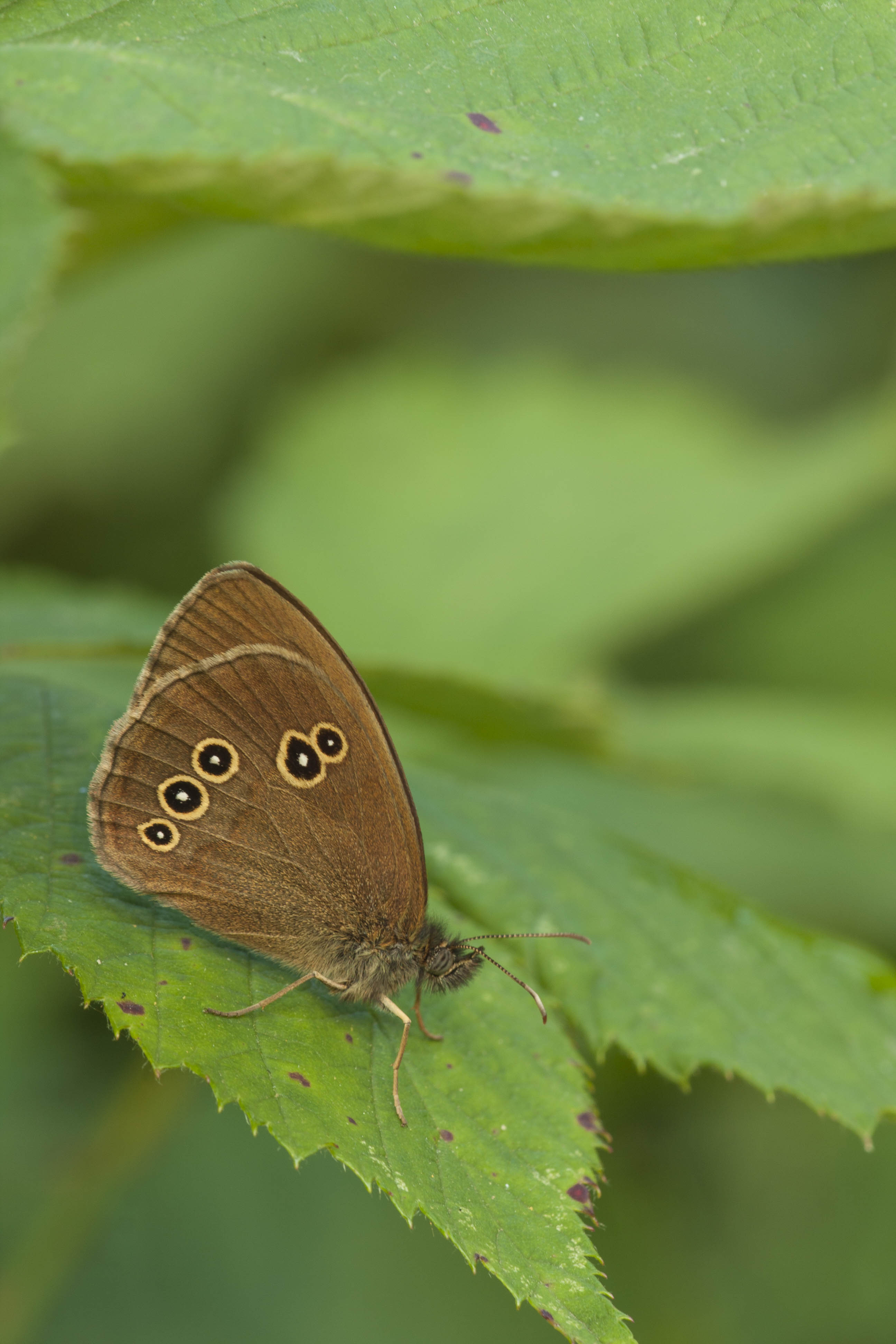 Ringlet  - Aphantopus hyperantus