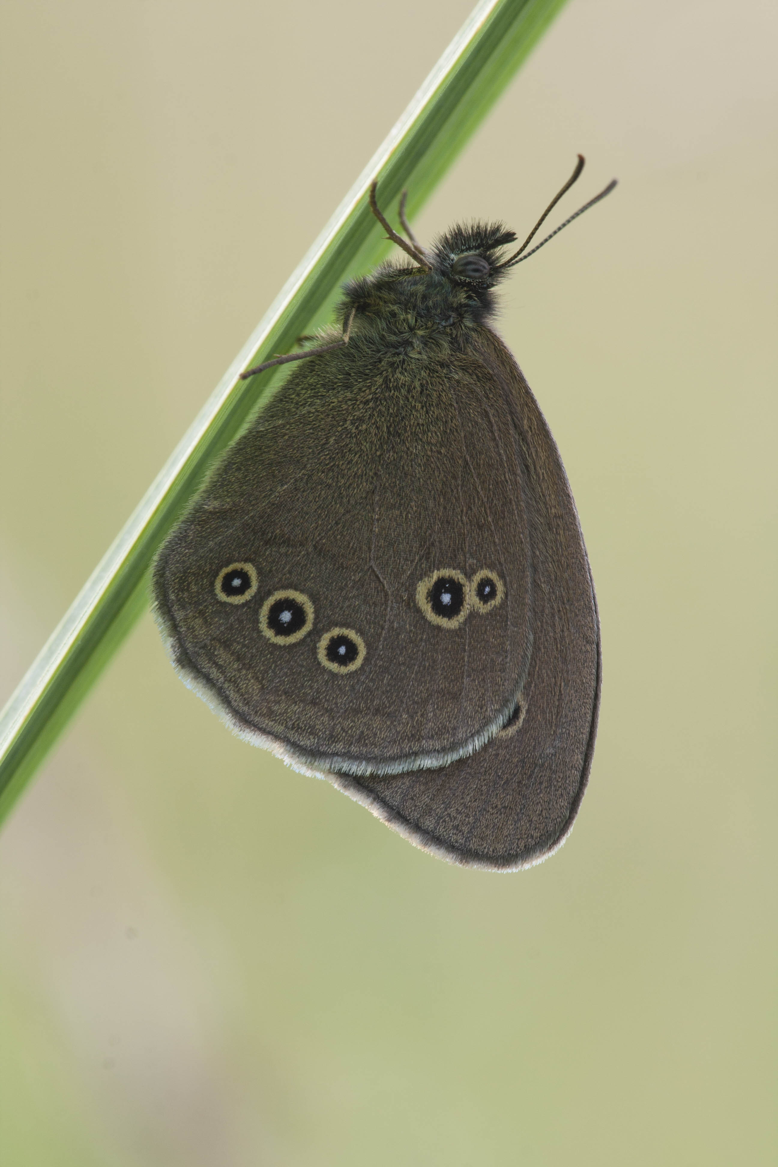 Ringlet  - Aphantopus hyperantus