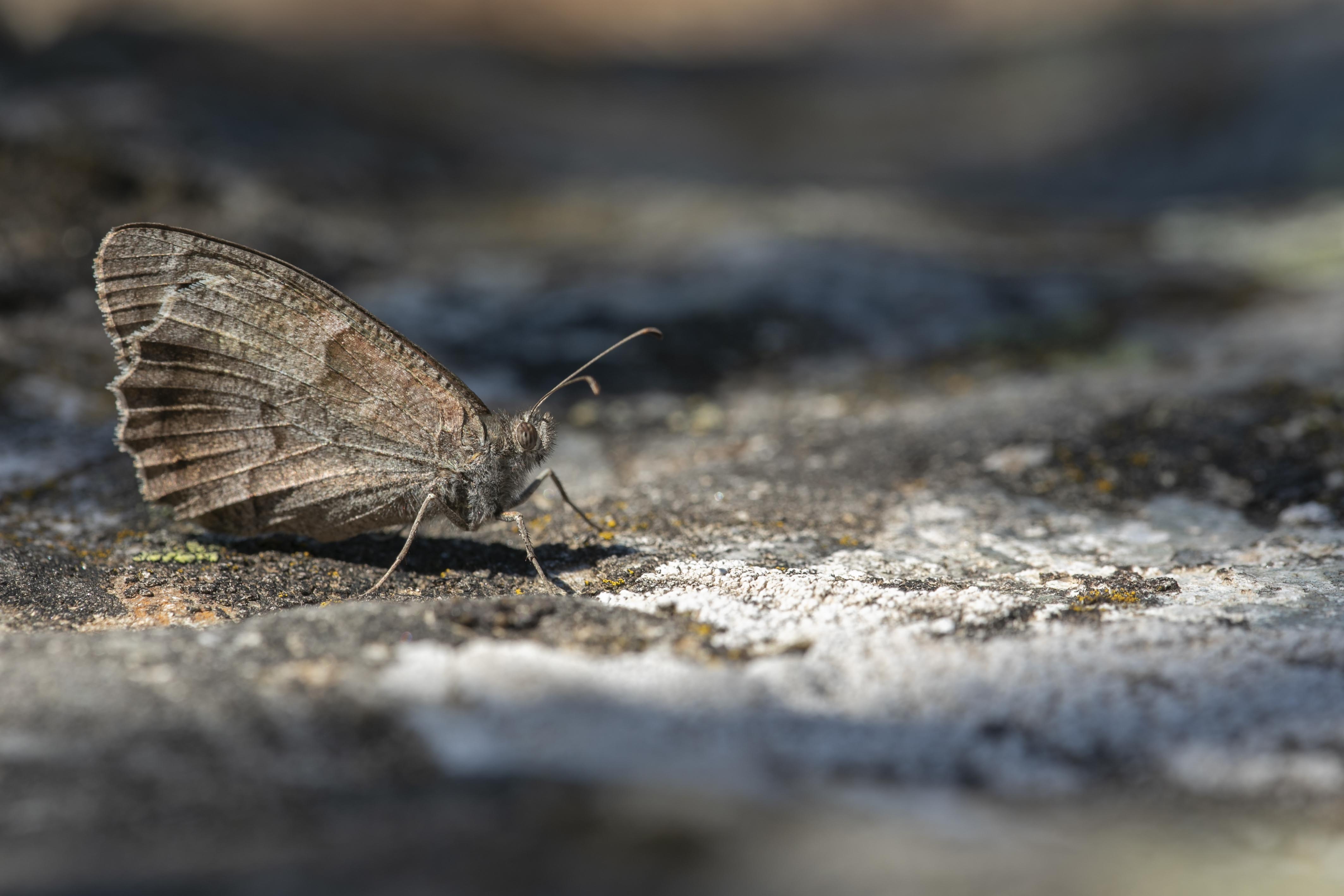 Kleine Heivlinder  - Hipparchia statilinus