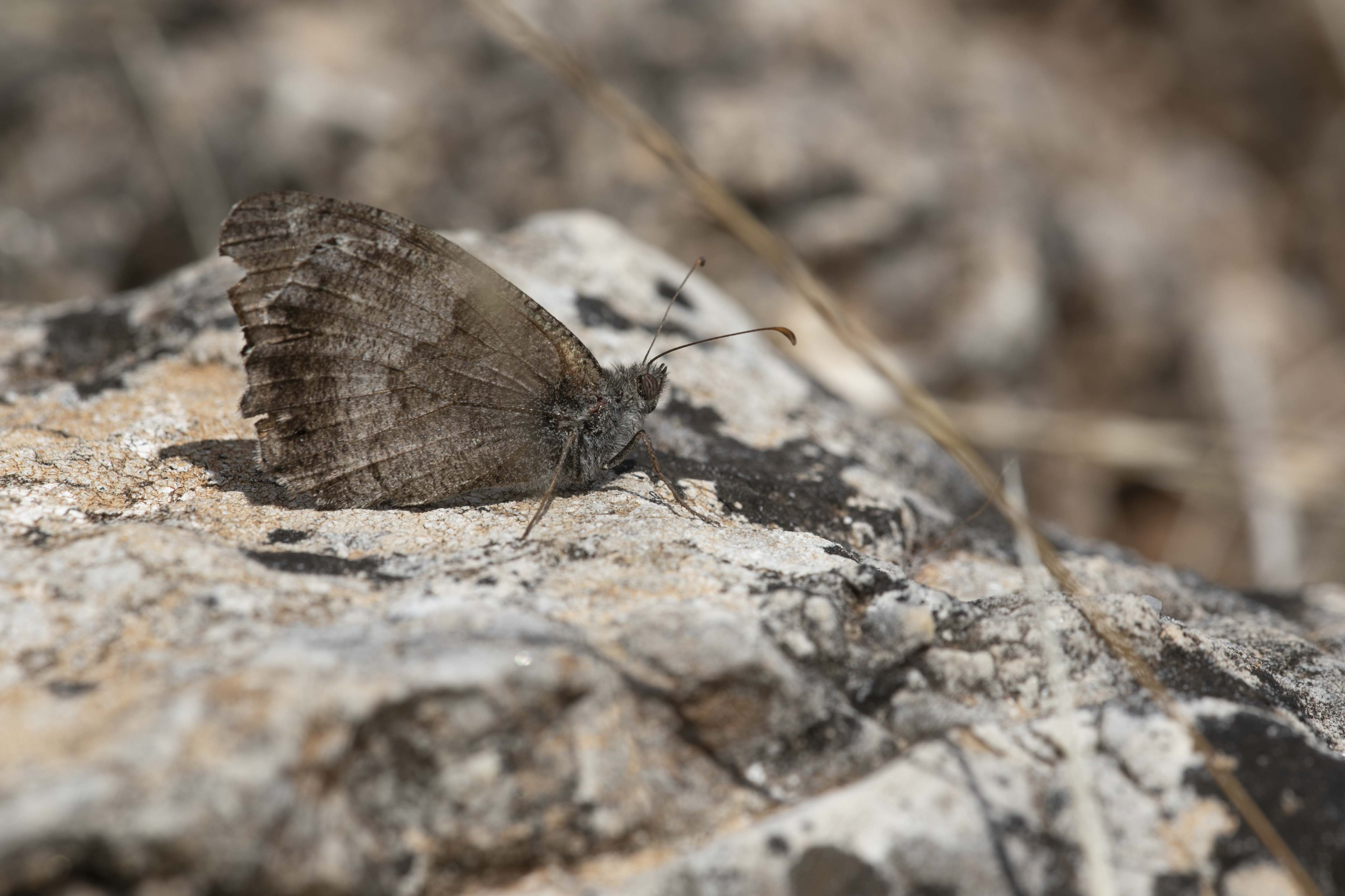 Kleine Heivlinder  - Hipparchia statilinus