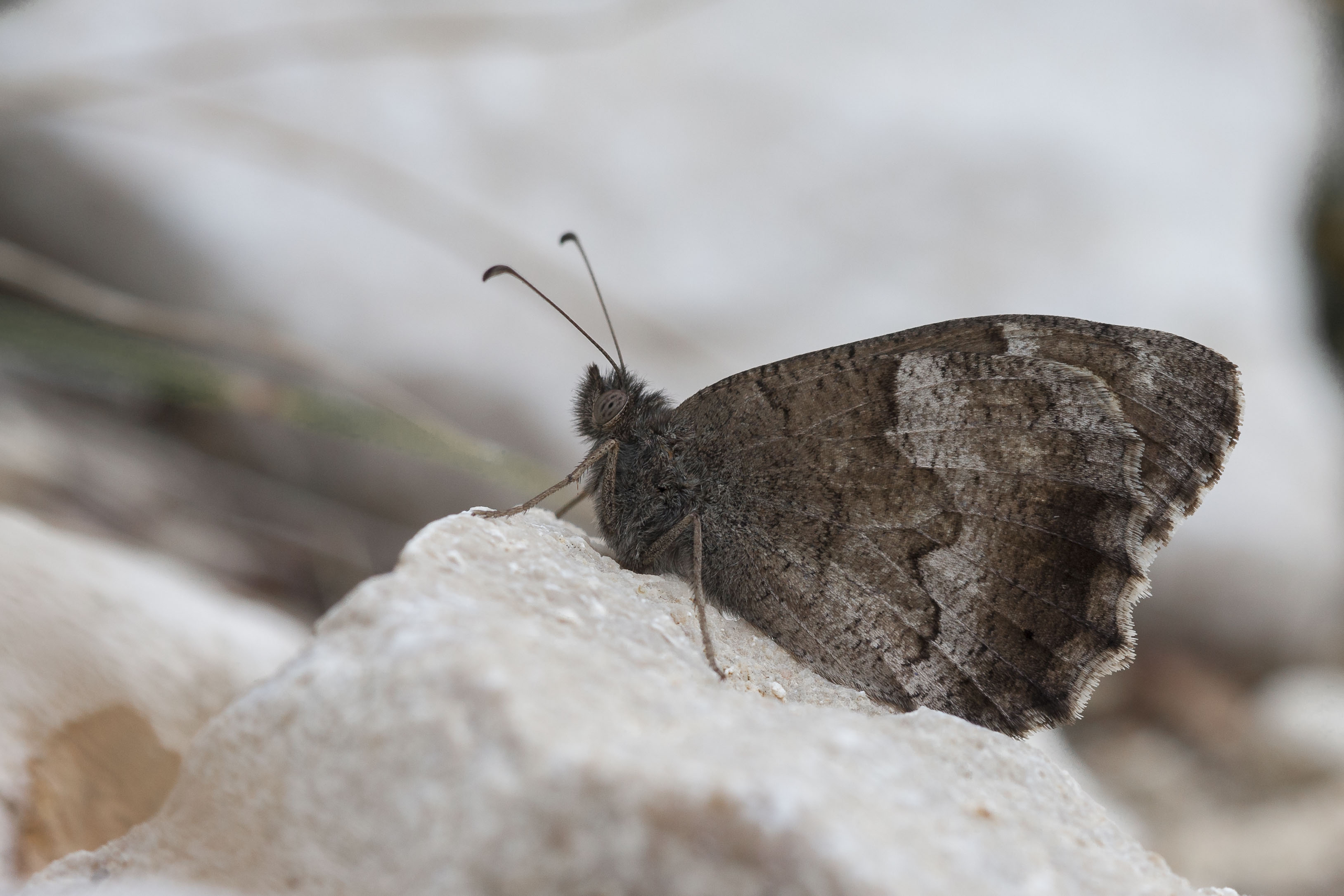 Kleine Heivlinder  - Hipparchia statilinus