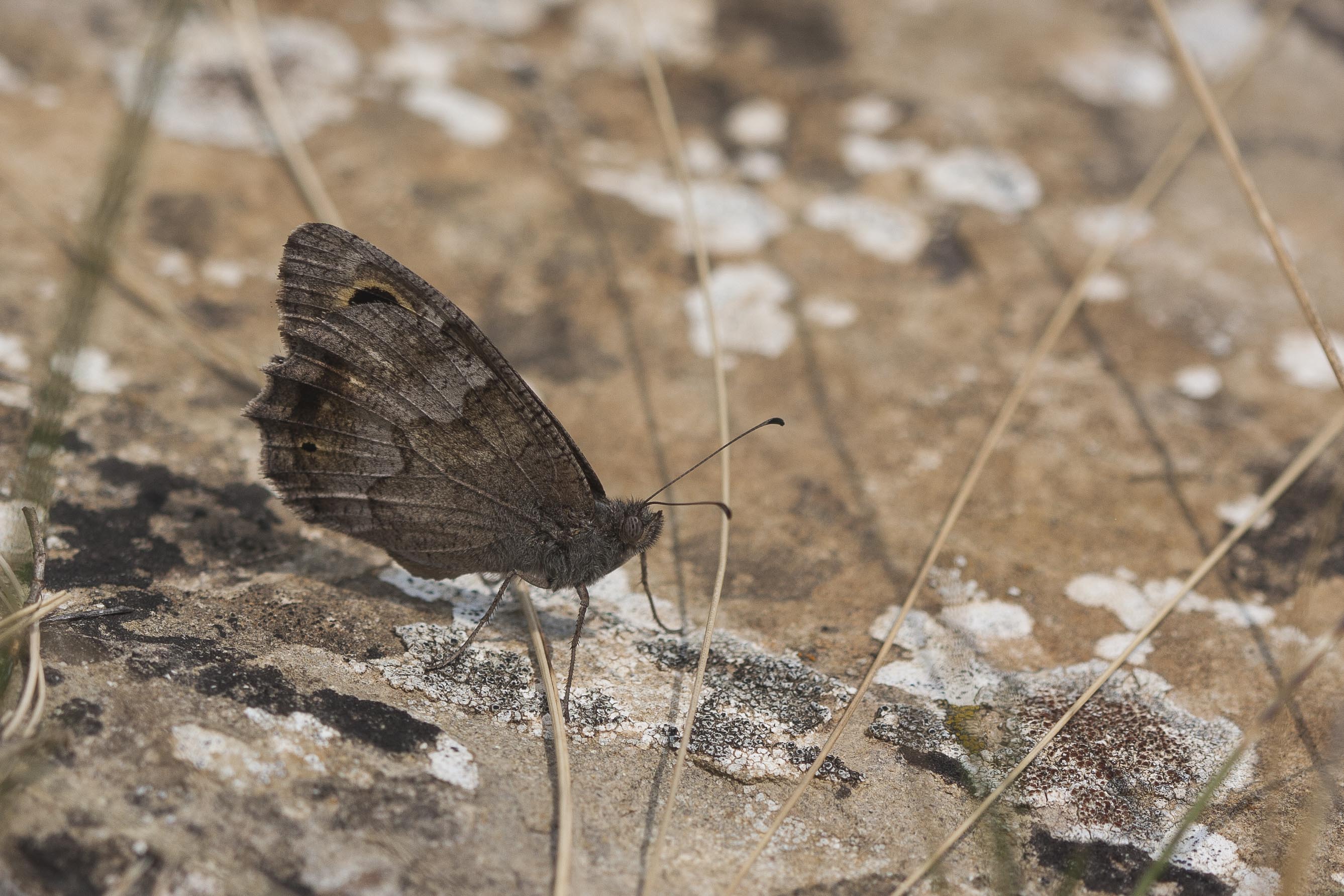 Kleine Heivlinder  - Hipparchia statilinus